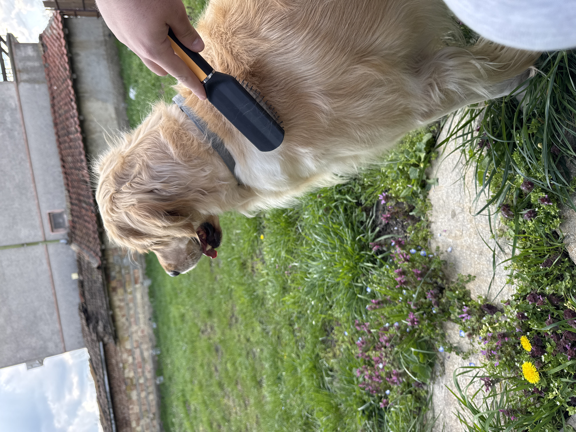 A golden retriever is being brushed with a black and yellow handled brush outside on a grassy area. The dog is standing, and the person's hand is holding the brush. A gray collar is on the dog. Purple and yellow flowers are in the grass next to a stone path. A building is in the background. Location cannot be determined from image.
