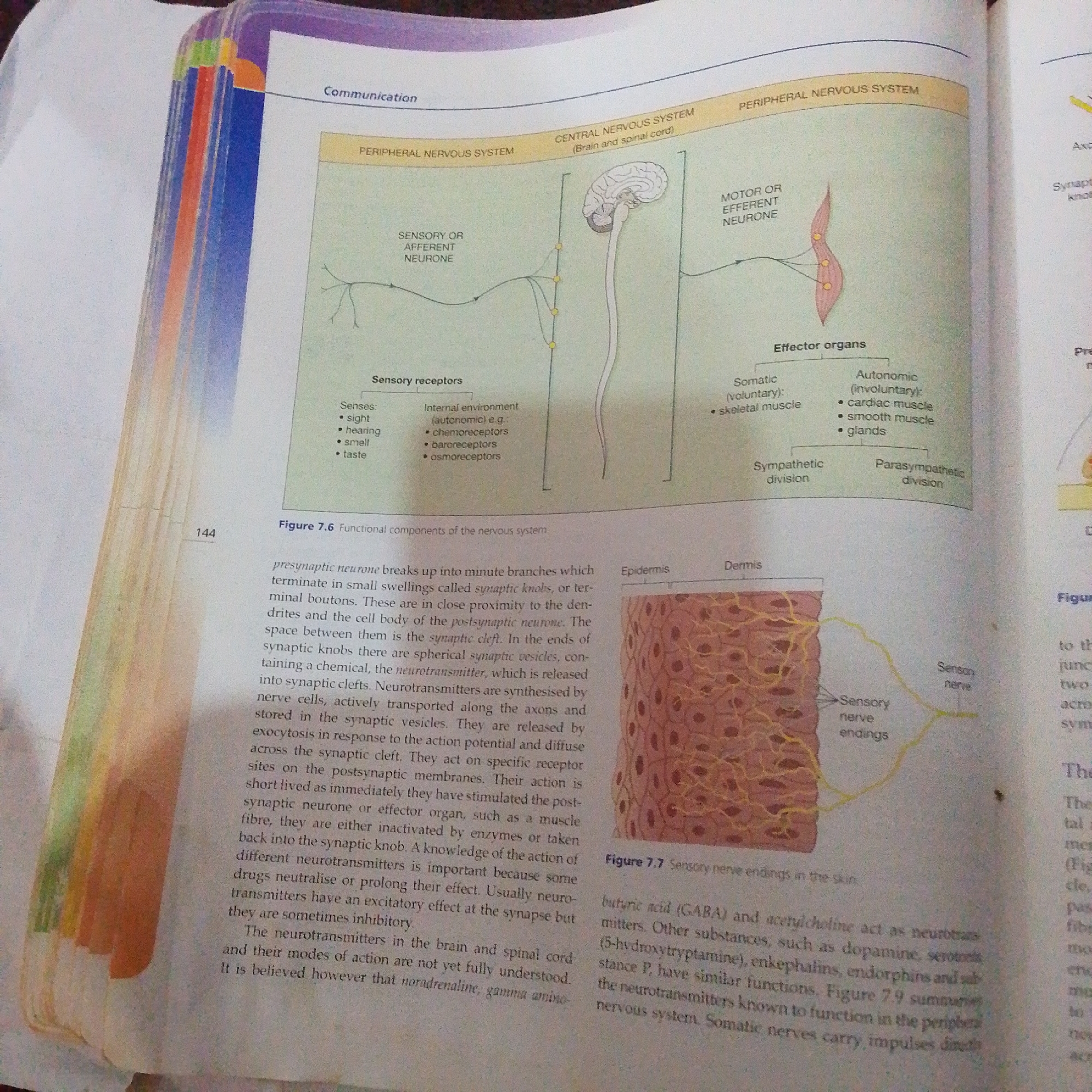 The image shows a page from a textbook discussing the nervous system. It features diagrams of neurons, the central and peripheral nervous systems, and effector organs. There is also a microscopic view of skin with nerve endings. Accompanying text explains synaptic function and neurotransmitters. The page is numbered 144 and is labeled with "Communication" at the top. The image does not contain any information about Jalingo, Nigeria, or any people or actions that could be relevant to a crime scene.
