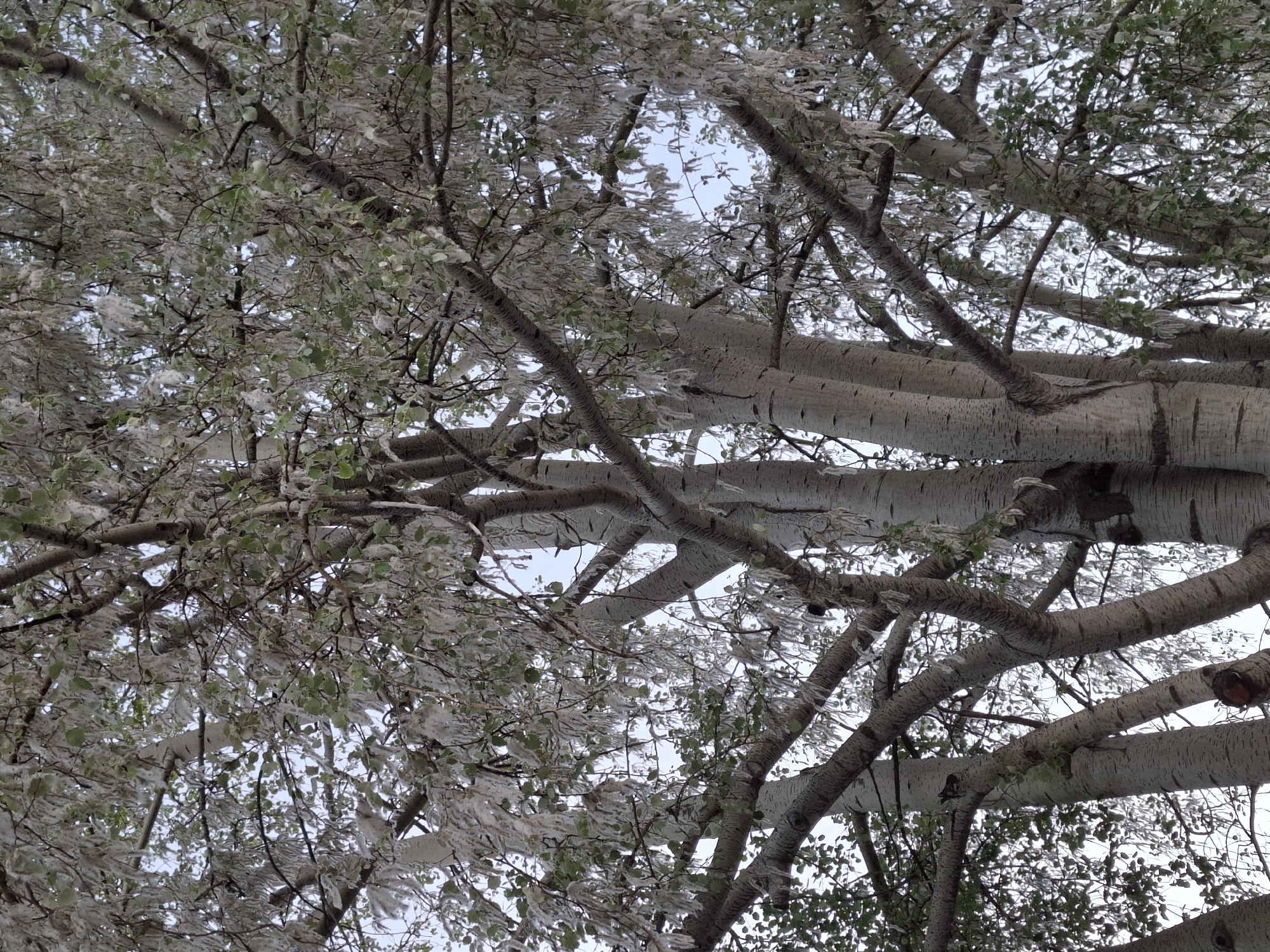 The image shows a close-up view of a tree canopy, likely an aspen or poplar tree given the light-colored bark of the branches. The leaves are present but obscured by what appears to be cottonwood fluff, which is typical during the spring season. The sky is visible in patches through the branches. The image was likely taken in Novi Sad, Serbia, where these types of trees are common and cottonwood fluff is frequently observed. The scene depicts a natural setting, with the primary focus being on the tree and its interaction with the environment (the dispersal of cottonwood fluff).
