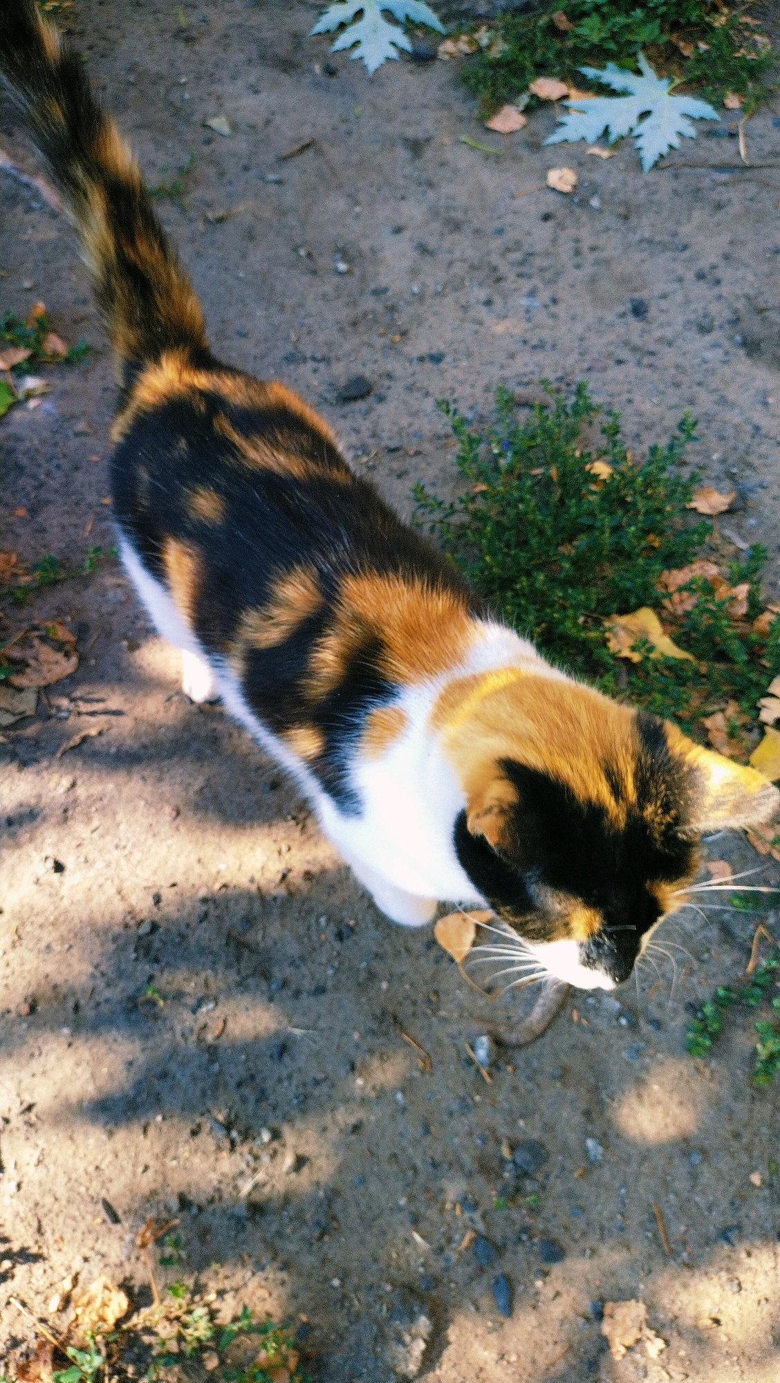 A calico cat is pictured from a high-angle shot, looking down and slightly to the right. The cat has patches of black, orange, and white fur. It is standing on a dirt path with scattered leaves and small green plants. The background includes more greenery and some light-colored, leaf-shaped objects. The scene appears to be outdoors, possibly in a park or yard. The lighting suggests it is daytime, with shadows casting across the ground. There is no indication of the city of Horishni Plavni, Ukraine.
