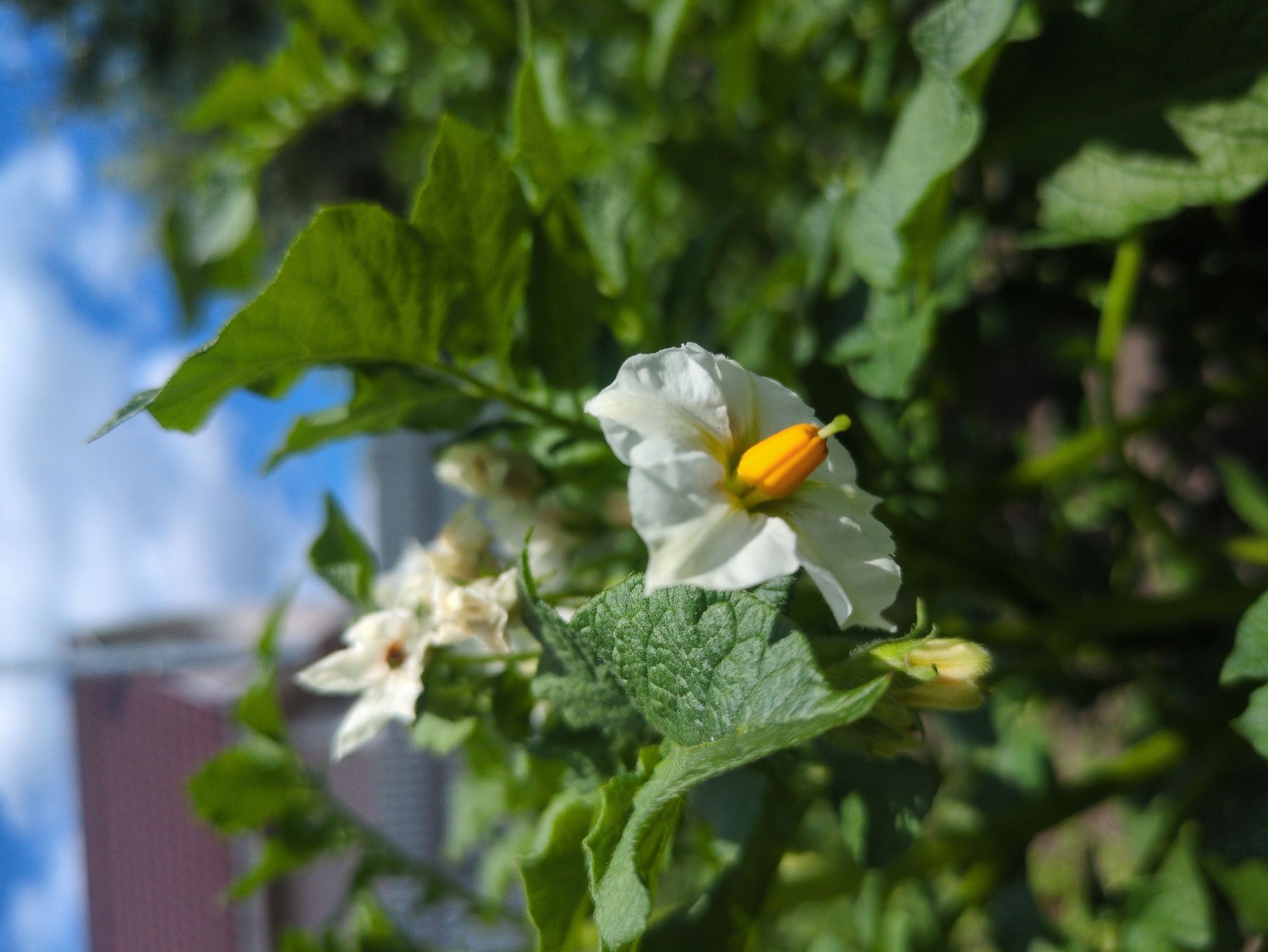 A close-up, eye-level, outdoor shot captures the delicate white petals and bright yellow stamen of a potato flower, likely in Kulebaki, Russia. The flower is in focus against a blurred background of lush green potato leaves and stems. In the distance, a blurred red-tiled roof of a house and a sliver of blue sky with white clouds are visible. The image suggests a sunny day, highlighting the natural beauty of the plant.