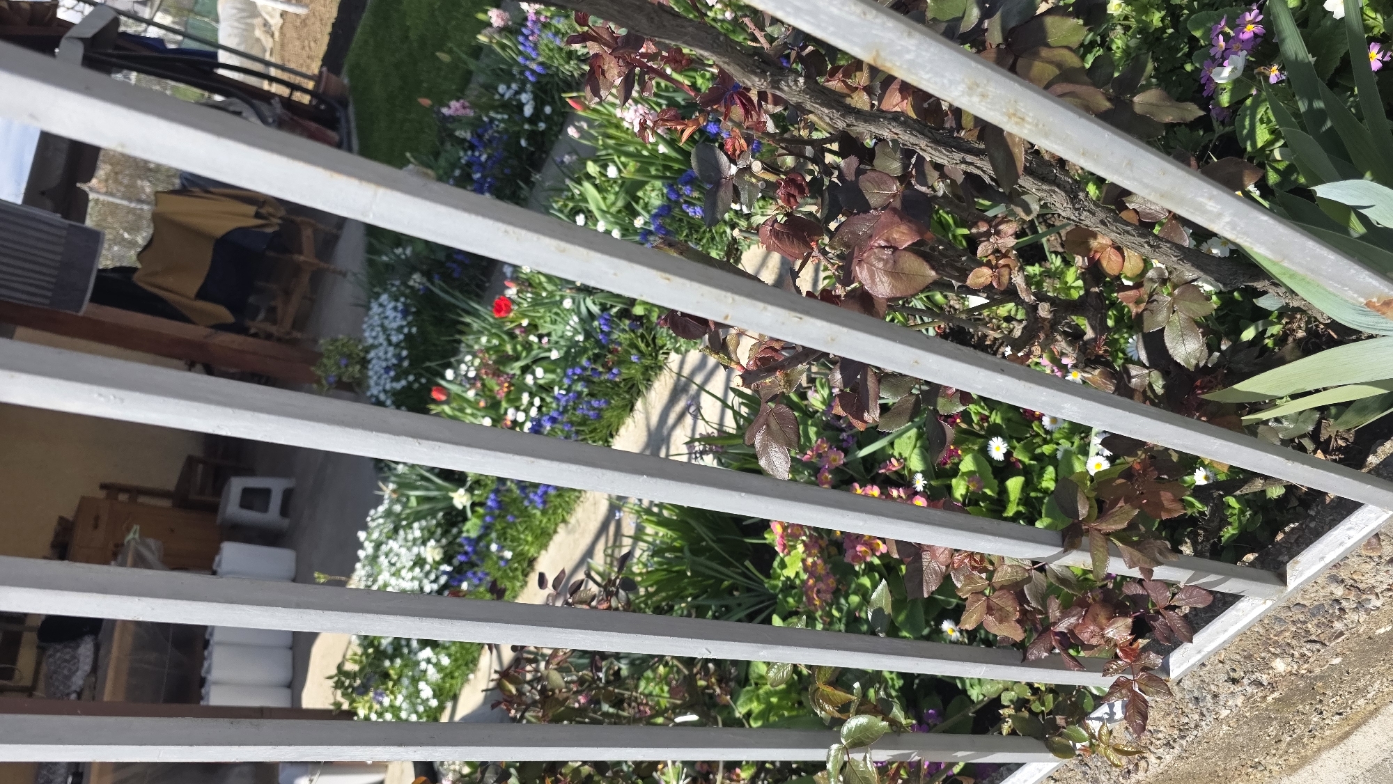 The image depicts a garden seen through a grey metal fence, potentially in a residential area of Blagoevgrad, Bulgaria. The garden contains a variety of flowers, including red tulips, blue flowers, white daisies, and other unidentified colorful blooms. There are also rose bushes with reddish-brown leaves. The fence obscures the view to some extent, but in the background, parts of a building are visible. The scene appears to be outdoors during daylight hours.