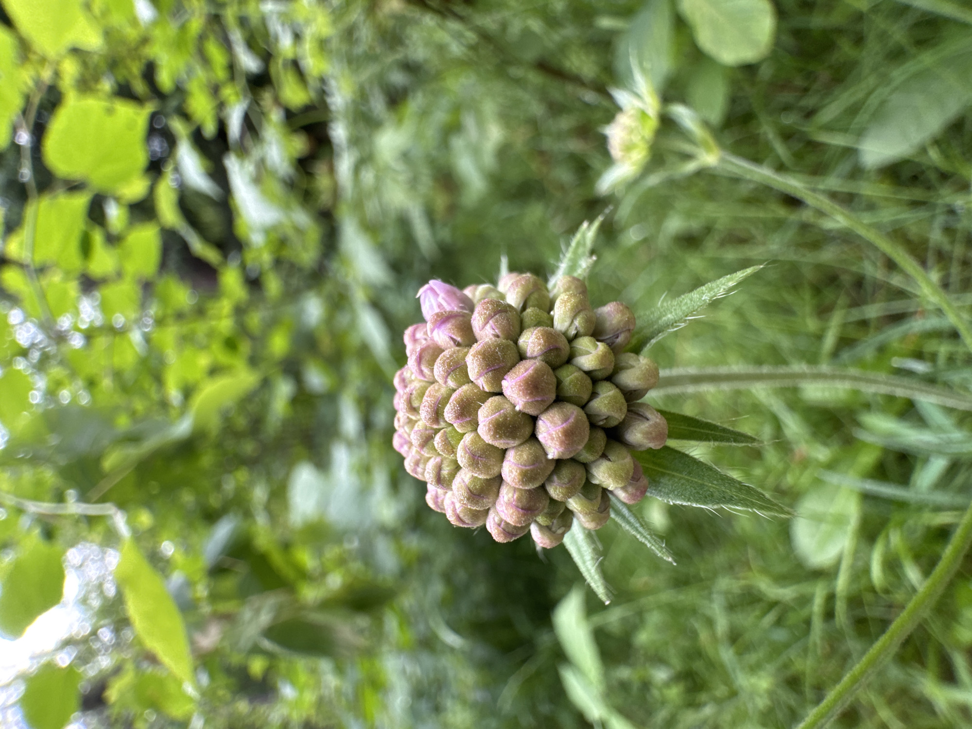The image depicts a close-up, low-angle view of a flower bud with a single pink petal unfurling. The bud is composed of numerous small, rounded structures, predominantly green with hints of pink. The stem supporting the bud is thin and hairy, with several fuzzy green leaves exhibiting serrated edges. The foreground is filled with lush green grass and other foliage, some of which is blurred, indicating a shallow depth of field. In the background, out-of-focus green leaves and branches suggest a natural outdoor setting, likely a garden or wooded area. The lighting appears to be natural daylight, with some dappled light filtering through the leaves overhead. There are no people or man-made structures visible in the image. The scene is located in the city of Чэрвень, Belarus, as indicated by the prompt.