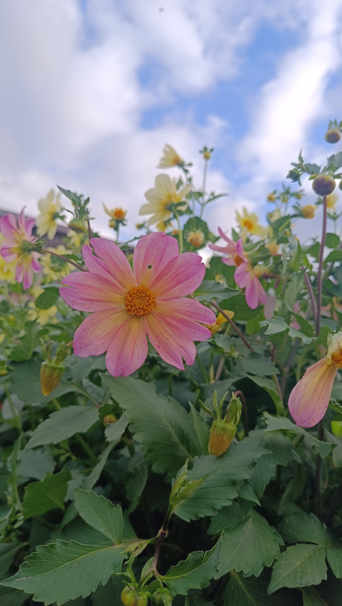 A close-up, low-angle shot captures a vibrant pink and yellow dahlia flower in the foreground. The dahlia's petals are a gradient of pink, with hints of yellow near the center, which is a textured orange. The flower is surrounded by lush green foliage and other dahlias, some of which are yellow and out of focus in the background. Above the flowers, a partly cloudy blue sky is visible. The scene is outdoors, suggesting a garden or park setting. There are no people or animals present. The image appears to be taken in Karsha, Russia.