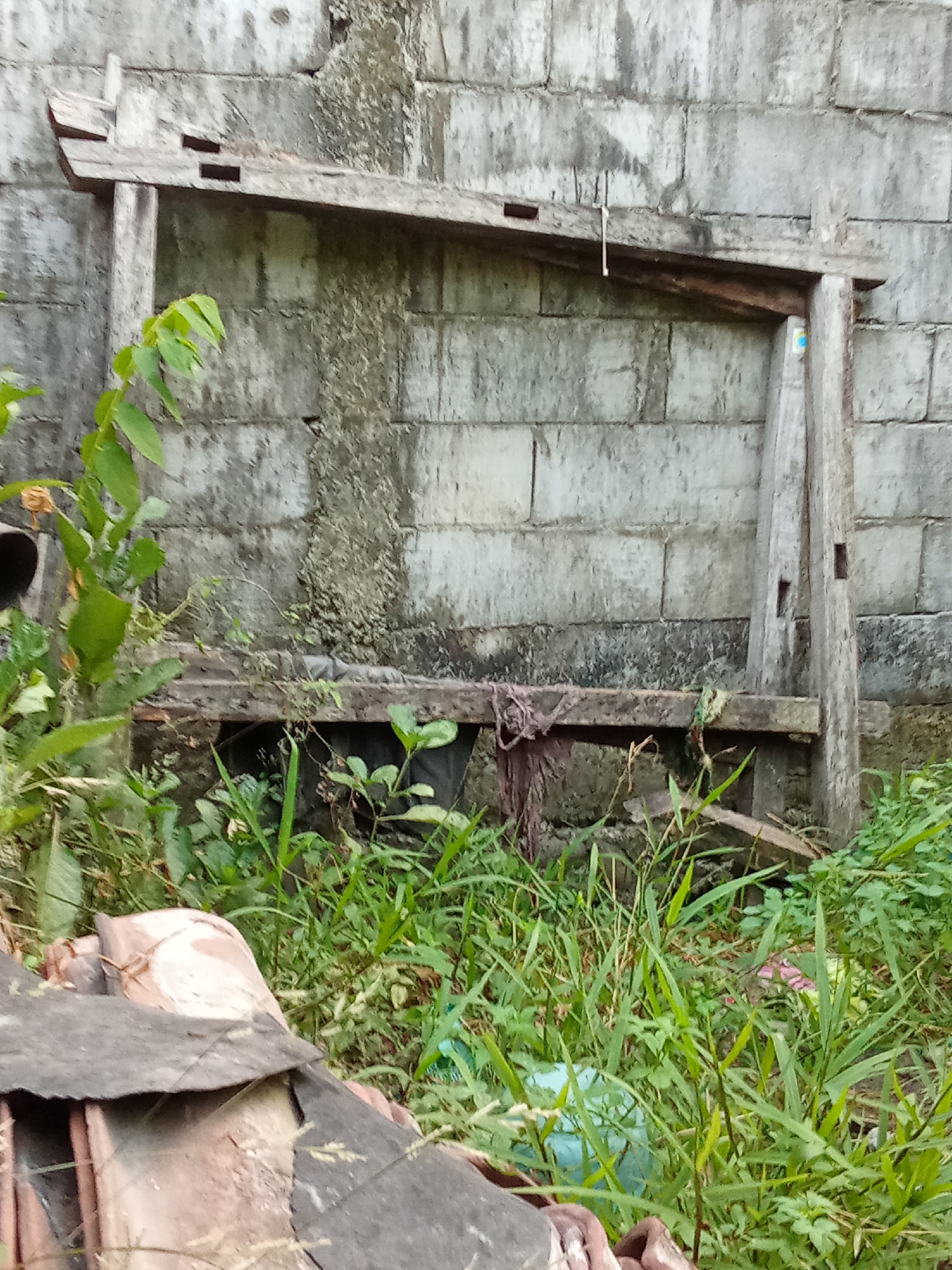 A wooden structure, possibly a makeshift frame, stands against a concrete block wall in an outdoor area. The structure appears weathered and old, with visible joints and gaps. Green vegetation, including tall grasses and some leafy plants, grows around the base of the wall and the wooden frame. In the foreground, there are discarded objects, including what appear to be broken roof tiles. The overall scene suggests an unkempt or storage area, possibly in a residential or semi-industrial part of Beji, Indonesia. There are no people or animals visible in the image.