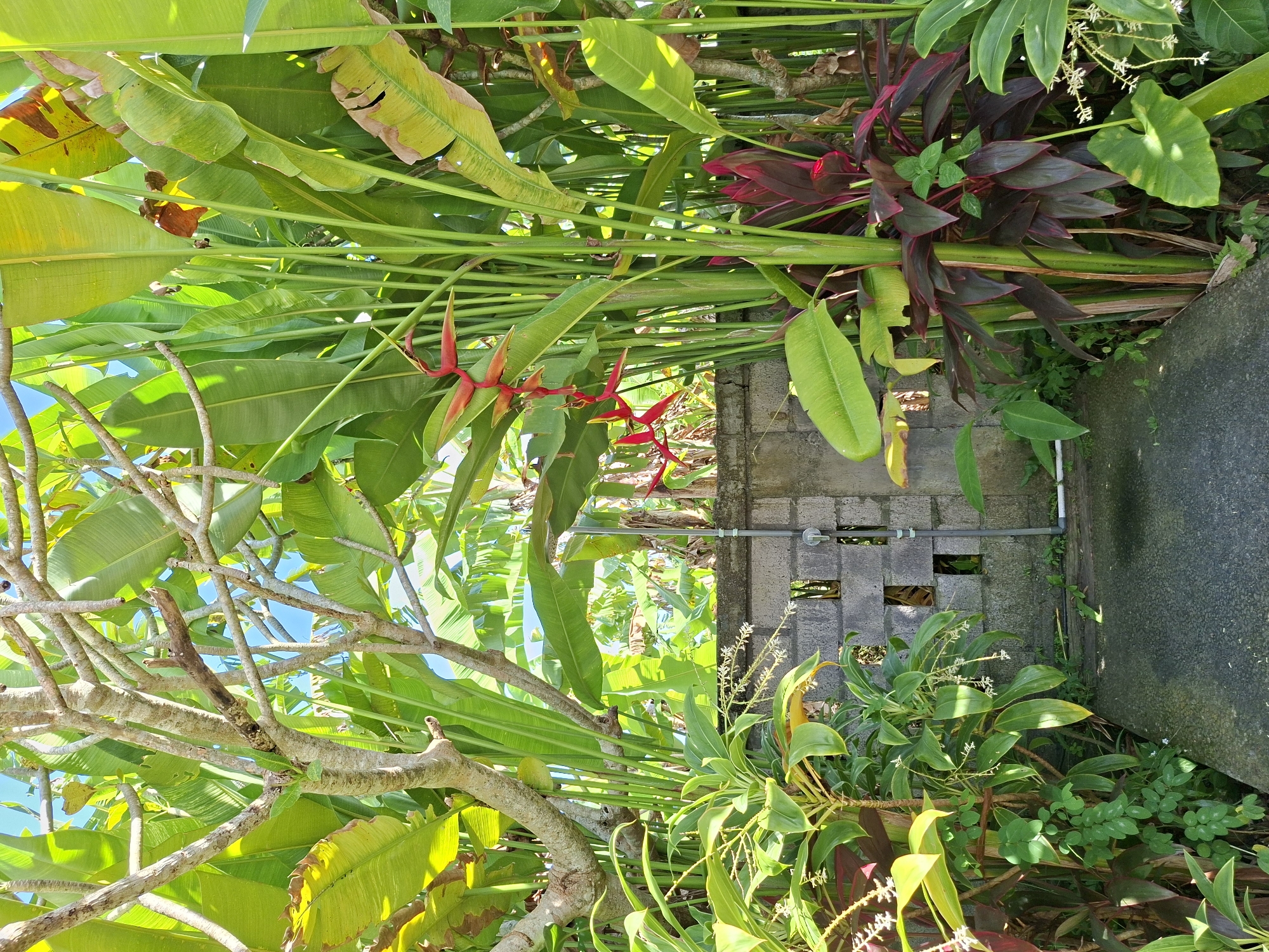 This image captures a vibrant, sunlit tropical garden scene, likely in the Ubud District of Indonesia. The upper and central parts of the frame are dominated by large, broad green leaves, possibly from banana trees or similar tropical plants, forming a dense canopy. Bright red Heliconia flowers, with their distinctive elongated bracts, emerge from this greenery, adding vivid splashes of color.
In the foreground, thick, gnarled branches of a tree, characteristic of a Frangipani, stretch across the lower left and center, with patches of clear blue sky visible through the foliage. To the right, a grey concrete block wall or fence stands, featuring horizontal rectangular openings and a grey PVC pipe system running along its length.
Below the pipes and extending towards the bottom right, the area is filled with a variety of green plants, including some with small white flowers, and a prominent cluster of dark red-leafed plants, resembling Cordyline. The ground immediately adjacent to the wall appears to be a paved or concrete surface.
The scene is brightly illuminated by natural sunlight, suggesting it is daytime, likely morning or early afternoon, under clear weather conditions. The lush and diverse tropical vegetation, combined with the visible concrete structure, evokes the typical landscape found in Indonesian locales like Ubud. There are no people, animals, or visible text in the image.