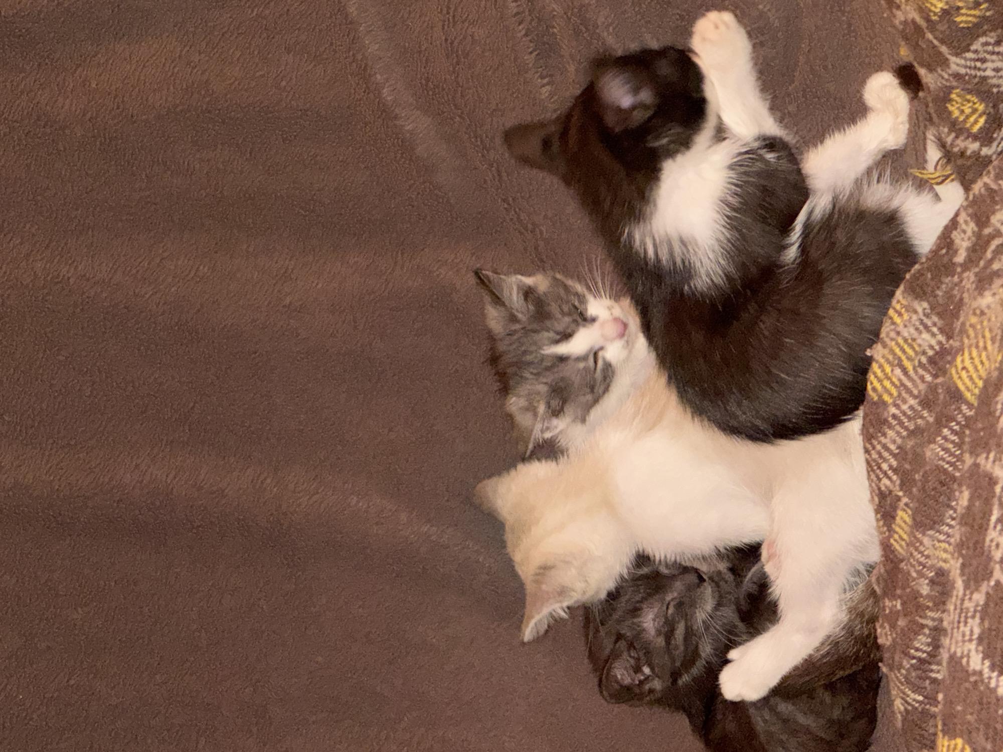 Four kittens are sleeping on a brown blanket. Two kittens are black and white, one is white and grey, and one is dark grey and black. The kittens are nestled together, with their bodies overlapping. One black and white kitten is curled on its side, with its paws tucked in. A white and grey kitten is lying on its back, with its head resting on another kitten's body. A dark grey and black kitten is sleeping on its side, with its head tucked under its body. The environment is a soft, brown blanket. There are no people or other animals visible in the image. The scene is peaceful and serene.