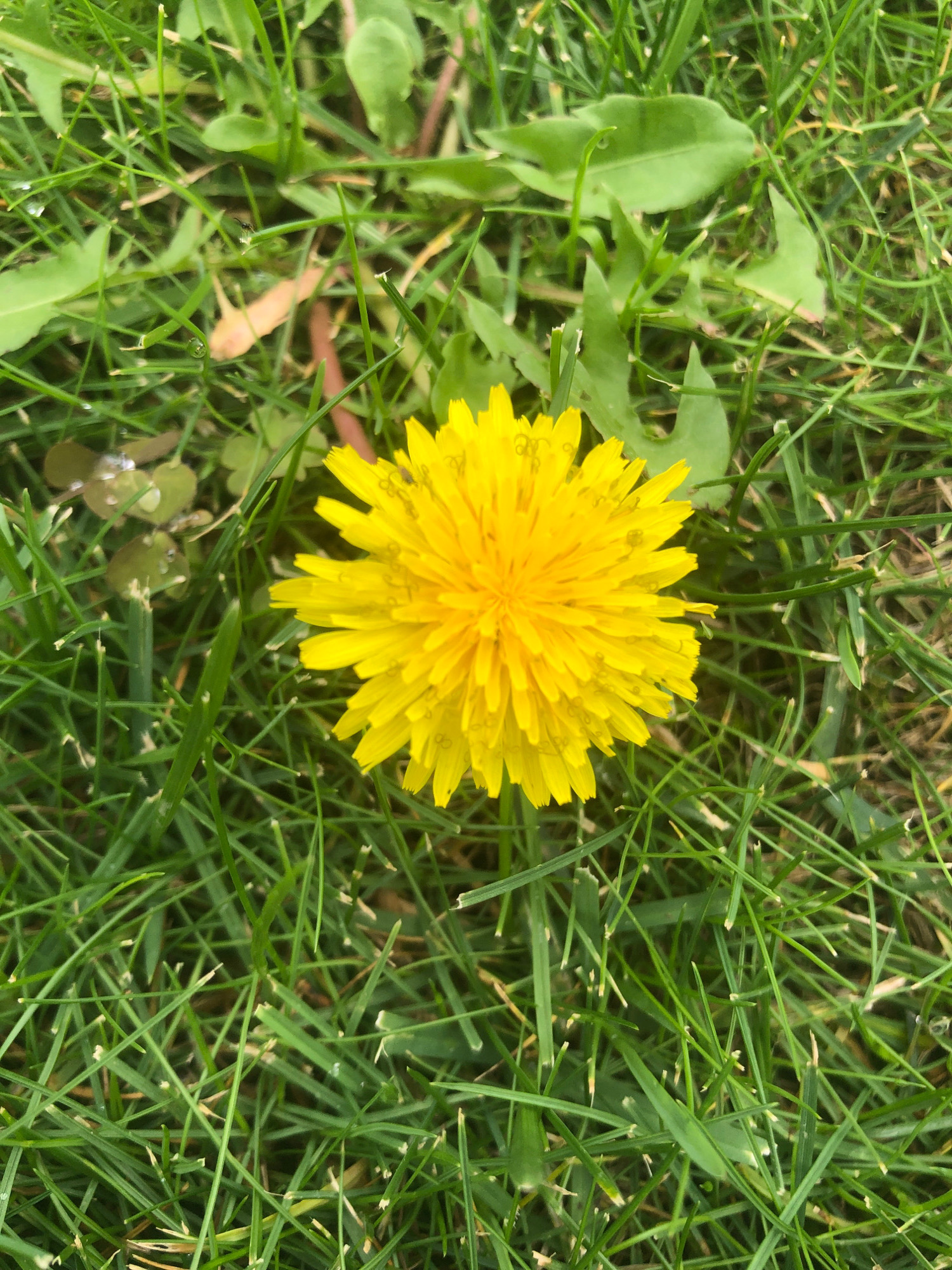 A close-up, overhead shot captures a bright yellow dandelion flower in full bloom, positioned centrally on a bed of green grass. The dandelion's petals are tightly packed and radiate outwards. Some blades of grass are slightly blurred, indicating a shallow depth of field. The environment appears to be an outdoor area, possibly a lawn or park, with various green leaves and stalks interspersed with the grass. There are also a few water droplets visible on some of the leaves and petals, suggesting recent rainfall or dew. No people are visible in the image. The scene is natural and serene, with the dandelion being the undisputed focal point. The image was taken in Sierndorf, Austria.