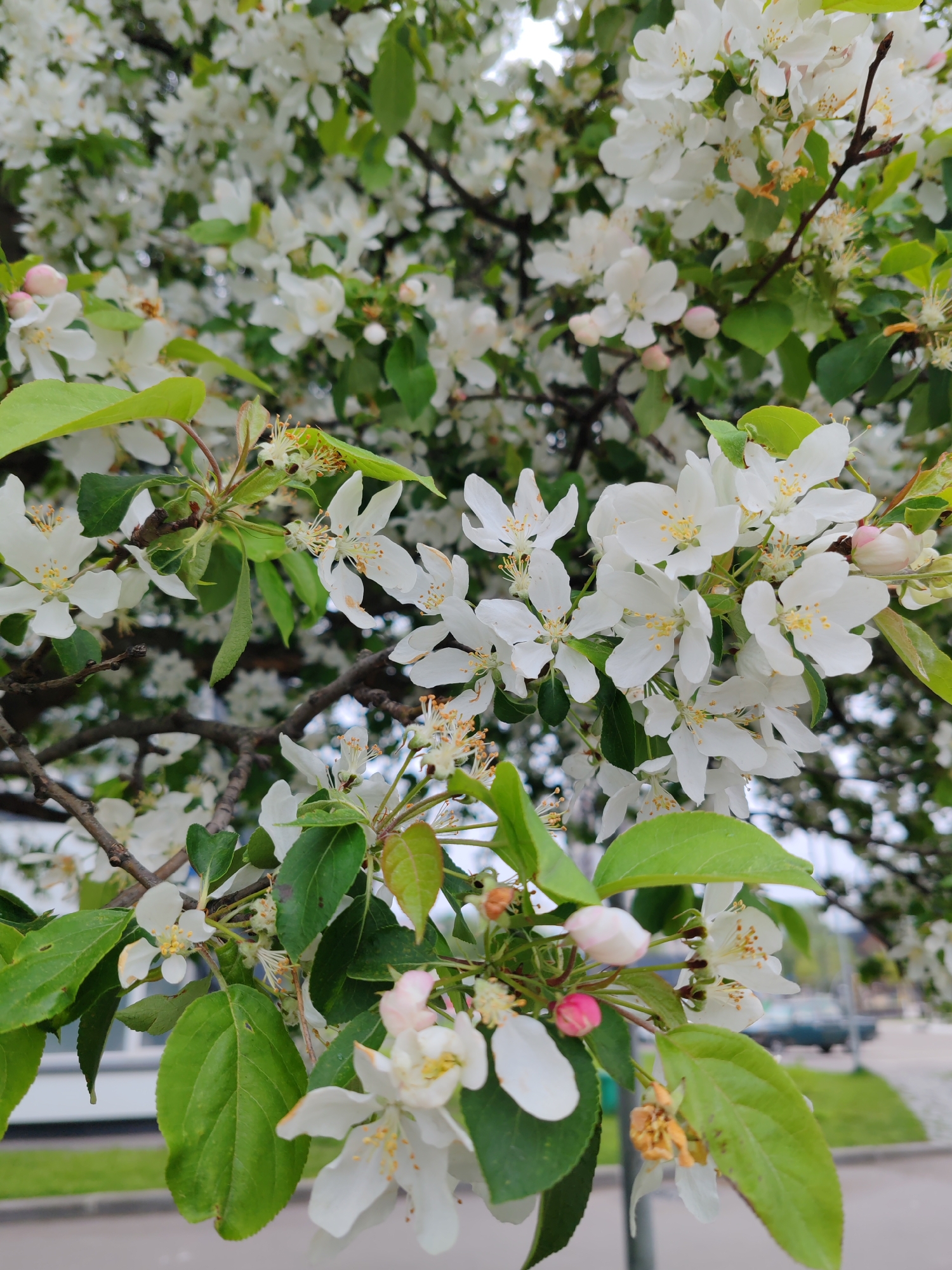 The image shows a tree in full bloom with white flowers and green leaves, likely located in Tver, Russia, based on the context provided. The flowers are densely packed on the branches, creating a canopy of white. Some pink flower buds are also present. The tree branches are visible amidst the flowers and leaves. In the background, a blurred urban scene is visible, suggesting a street or park setting. A gray building and a road are partially visible, and a blurry car is present. The focus is on the blooming tree, suggesting it is the main subject.