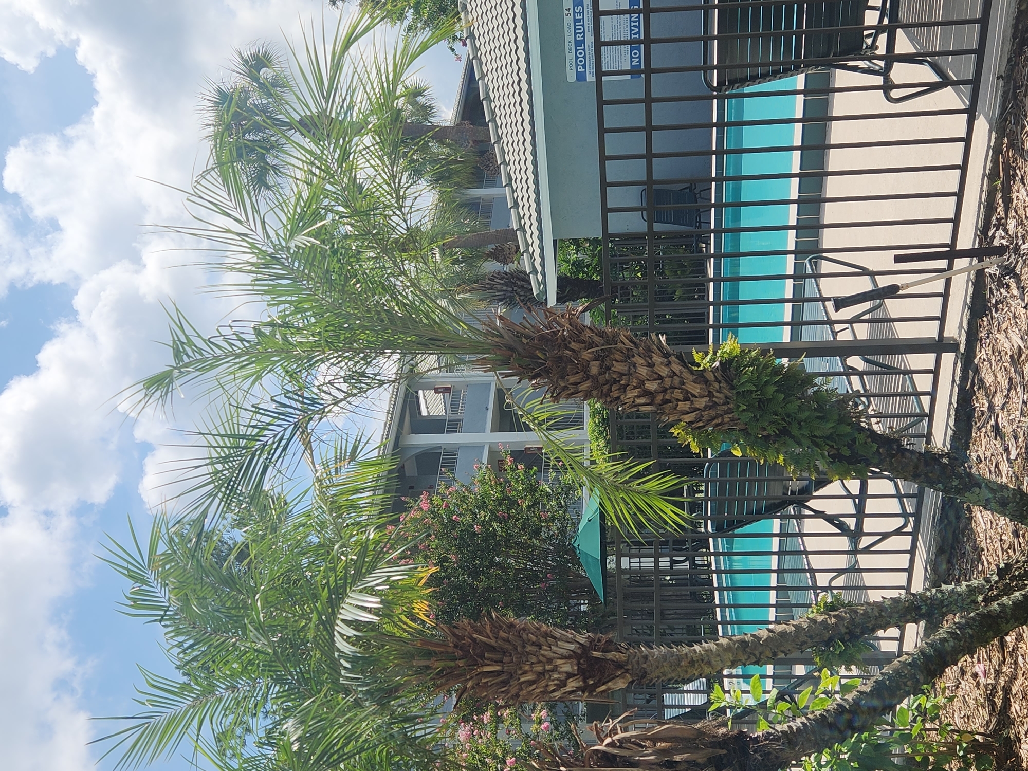 This is a photograph taken outdoors in Altamonte Springs, Florida, United States of America. The scene depicts a swimming pool area surrounded by a black metal fence. In the foreground, several palm trees are visible, with some greenery growing on their trunks. The pool itself is filled with bright turquoise water, and lounge chairs are placed around it. Beyond the pool area, a multi-story building with balconies can be seen. Above, the sky is blue with scattered white clouds. A small, dark green umbrella is positioned near the pool, and a sign with "POOL RULES" is affixed to a building to the right. The ground appears to be a mixture of dirt, mulch, and concrete.