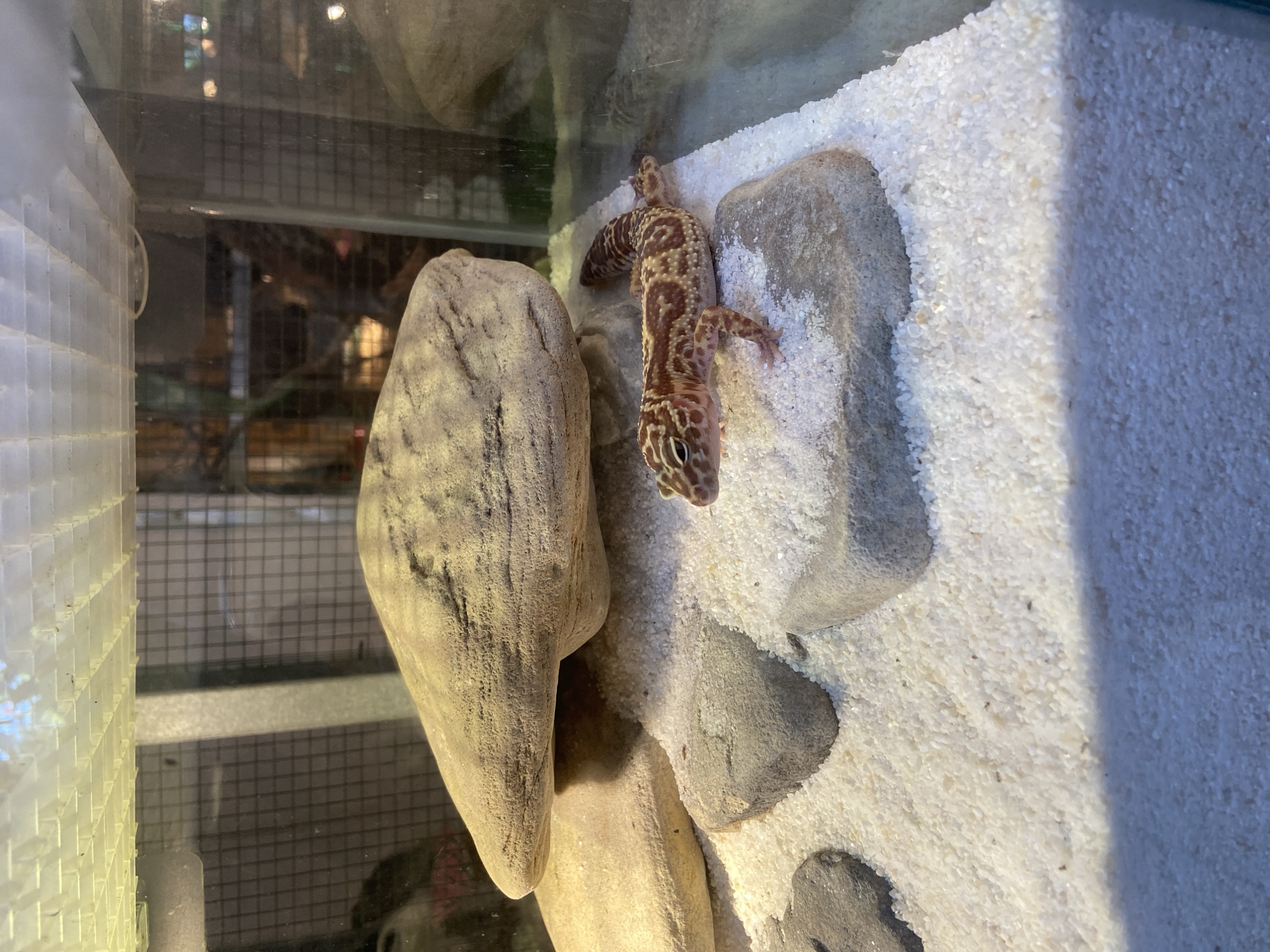 A leopard gecko is perched on a rock in a terrarium, its body displaying a pattern of brown spots and stripes against a tan background. The gecko is facing left, with its head slightly turned towards the viewer. The terrarium's substrate consists of fine white sand, dotted with several grey rocks of varying sizes. A large, flat rock is positioned behind the gecko, providing a naturalistic habitat element. The top of the terrarium features a white, gridded lid, likely for ventilation. The background is a blur of a mesh enclosure and foliage. There is no discernible connection to Rengat, Indonesia.