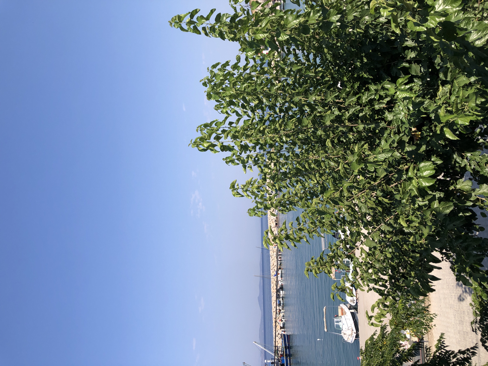 The image depicts a sunny daytime scene at a harbor in Karaburun, Turkey. In the foreground, lush green trees with large leaves dominate the frame, partially obscuring the view of the harbor. Beyond the trees, calm blue water is visible, with several boats moored along a stone jetty. One boat, a white motorboat with a canopy, is particularly prominent. In the distance, a light-colored landmass with a gentle slope meets the horizon, beneath a clear, expansive blue sky. The overall atmosphere is tranquil and suggests a coastal town.