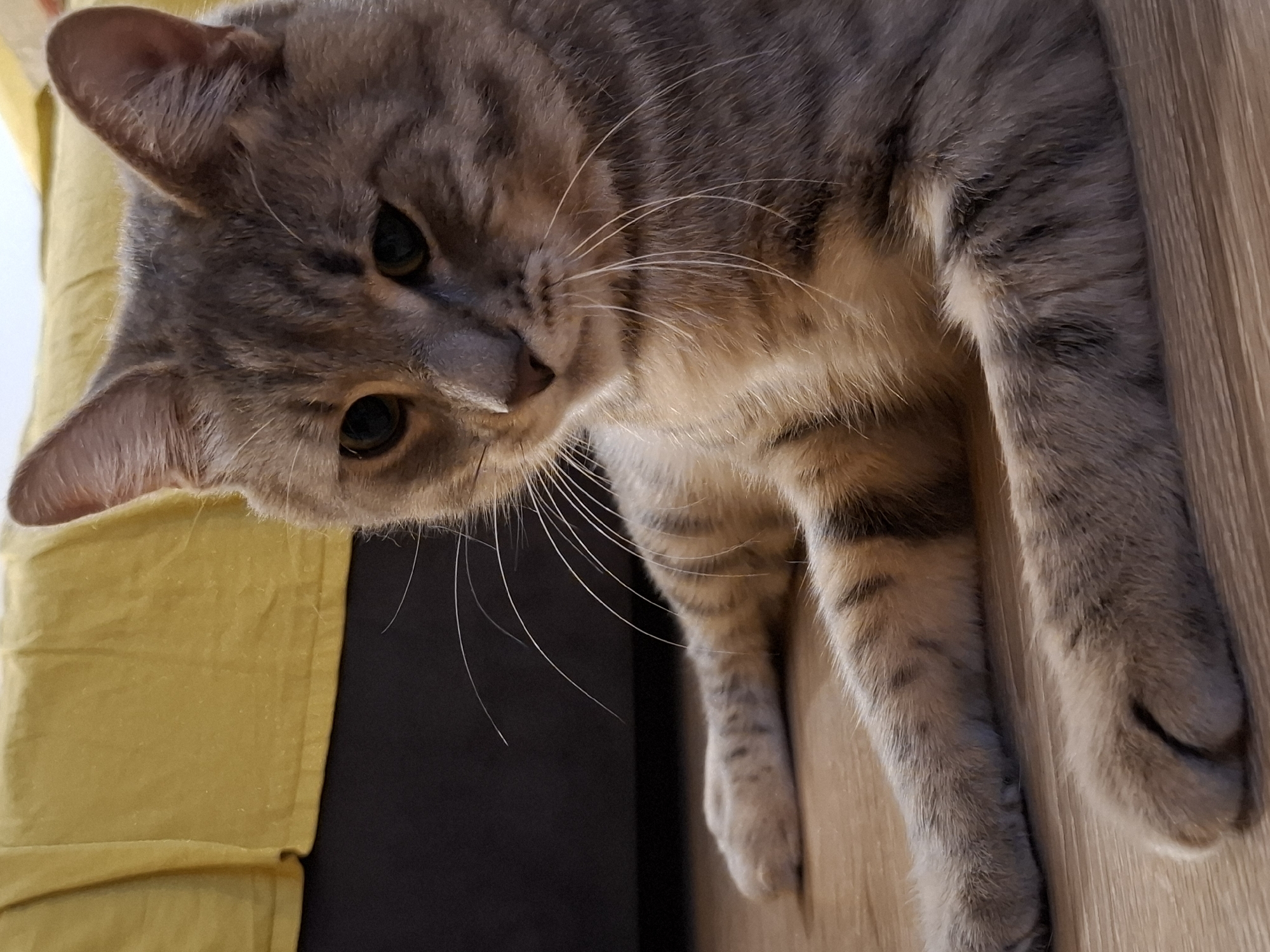 A close-up, eye-level shot focuses on a tabby cat lying on a wooden floor. The cat is predominantly grey with darker stripes and lighter fur on its chest and paws. Its front paws are extended forward, with one paw visible in sharp focus. The cat's gaze is directed slightly to the right, with its head tilted. In the background, a blurred yellow fabric is draped over a dark surface. The scene is indoors, with no clear indicators of the specific location within Zemun Urban Municipality, Serbia.