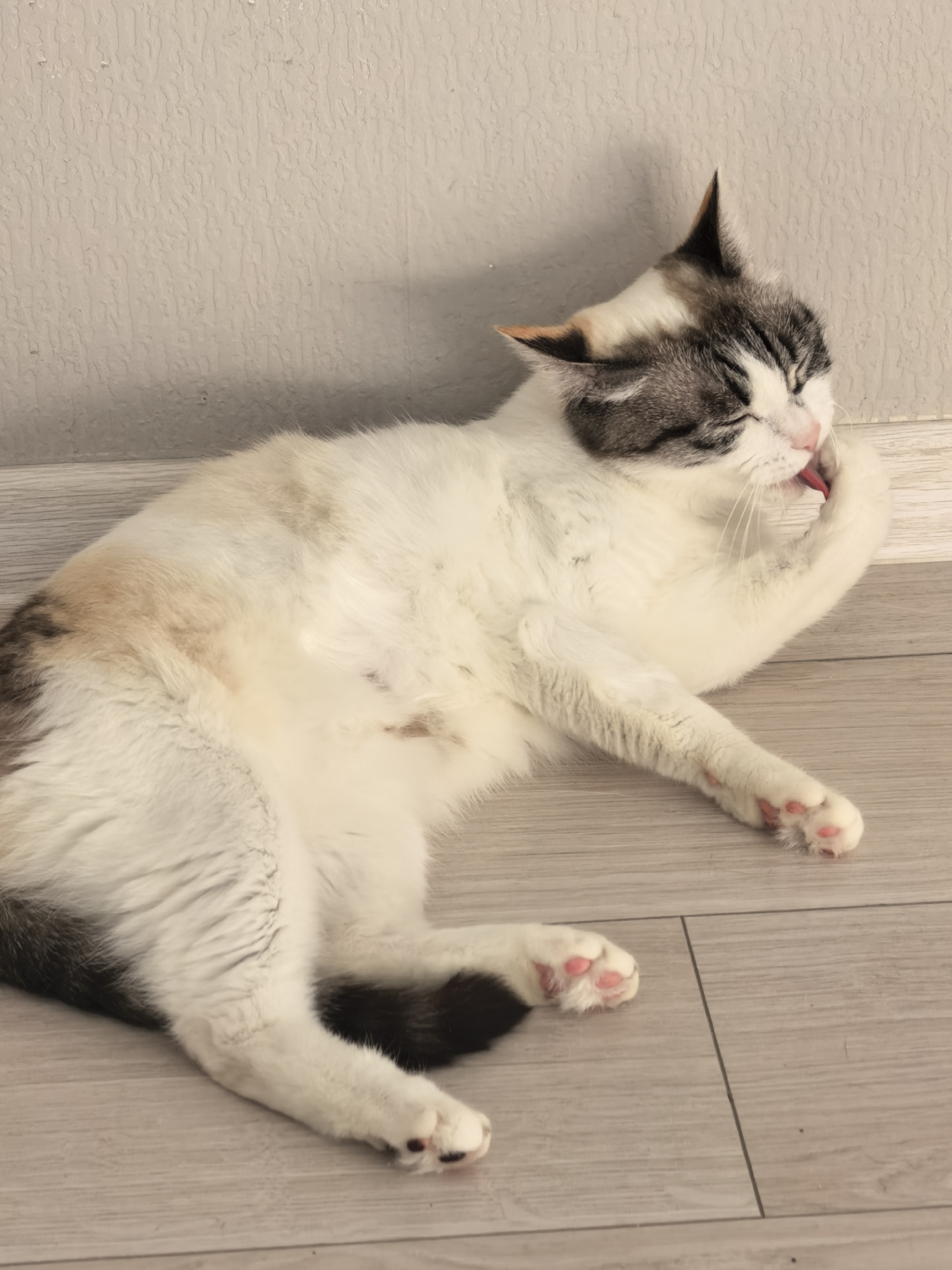 A calico cat is lying on its side on a light-colored wooden floor, with its head resting near a textured, light-colored wall. The cat is grooming its front paw, with its tongue extended and touching the paw. The cat has patches of white, brown, and black fur. Its paws have pink paw pads.