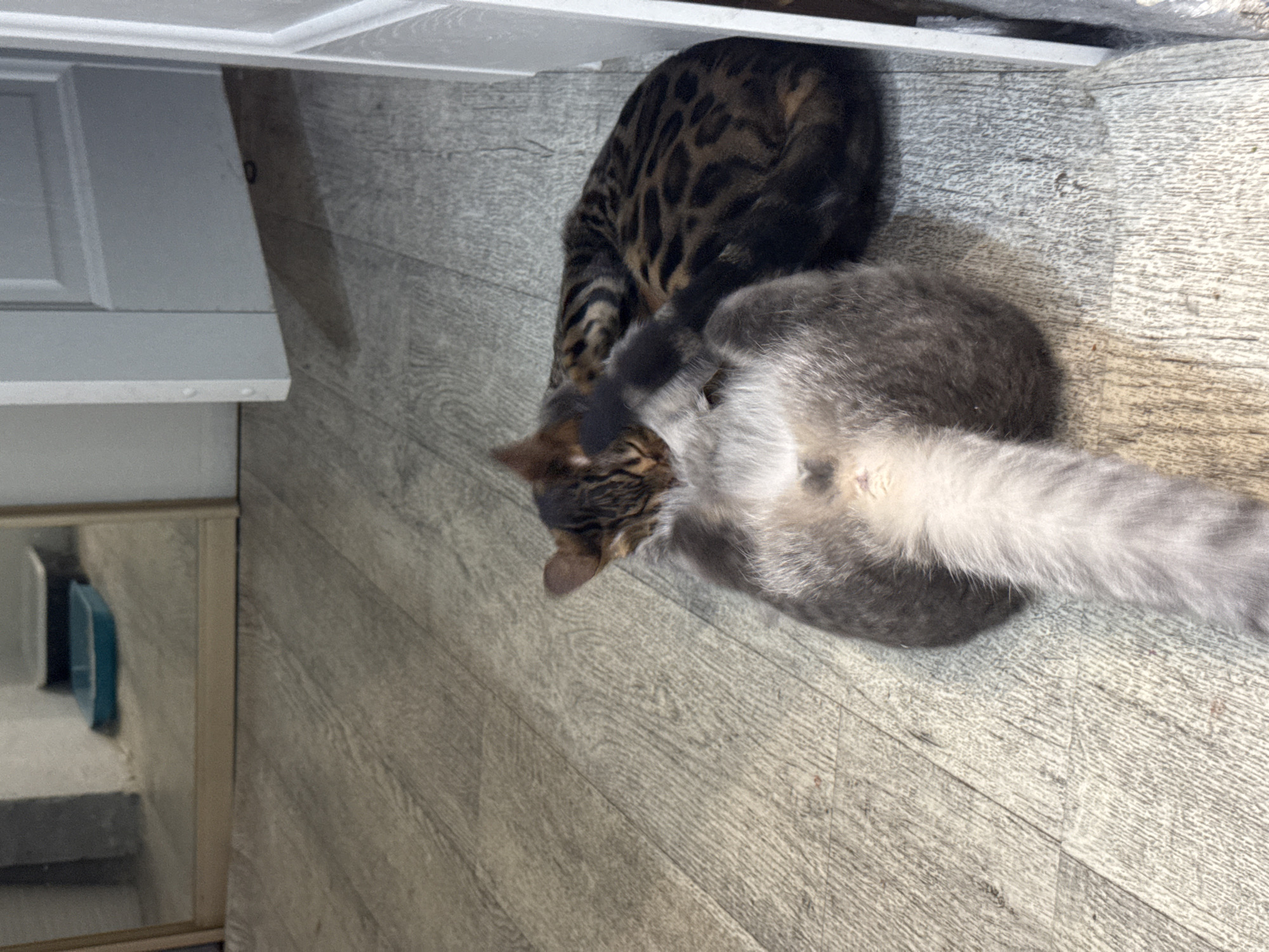 A top-down shot shows two cats resting on a gray wood-patterned floor. One is a Bengal cat, dark with spotted markings, and the other is a gray cat with a long, white tail. A white cabinet is visible in the upper-left corner. Further to the left is a partial view of a light gray wall with a mirror and a blue object on a shelf.