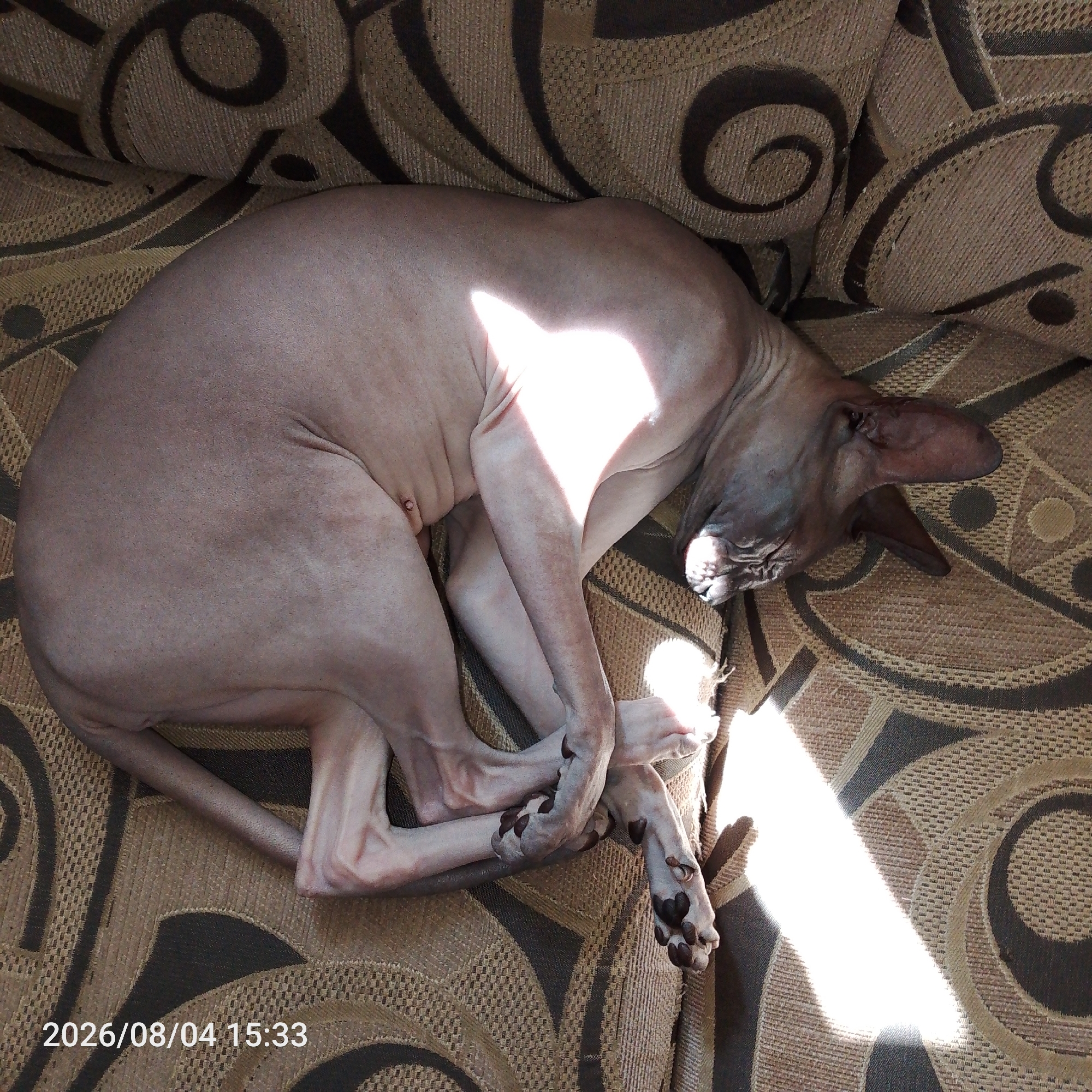 A hairless cat, identified as a Sphynx, sleeps curled up on a patterned sofa. The cat's body is a pale pinkish-grey, and its skin is wrinkled in places, especially around its head and neck. Sunlight streams across the cat's back and legs, creating bright highlights. The cat's ears are large and prominent, and its eyes are closed. Its paws are tucked in, with dark pads visible on its hind feet. The sofa fabric has a brown and beige woven pattern featuring abstract swirls and circles. A timestamp in the bottom left corner reads "2026/08/04 15:33". The scene appears to be indoors, in a domestic setting.