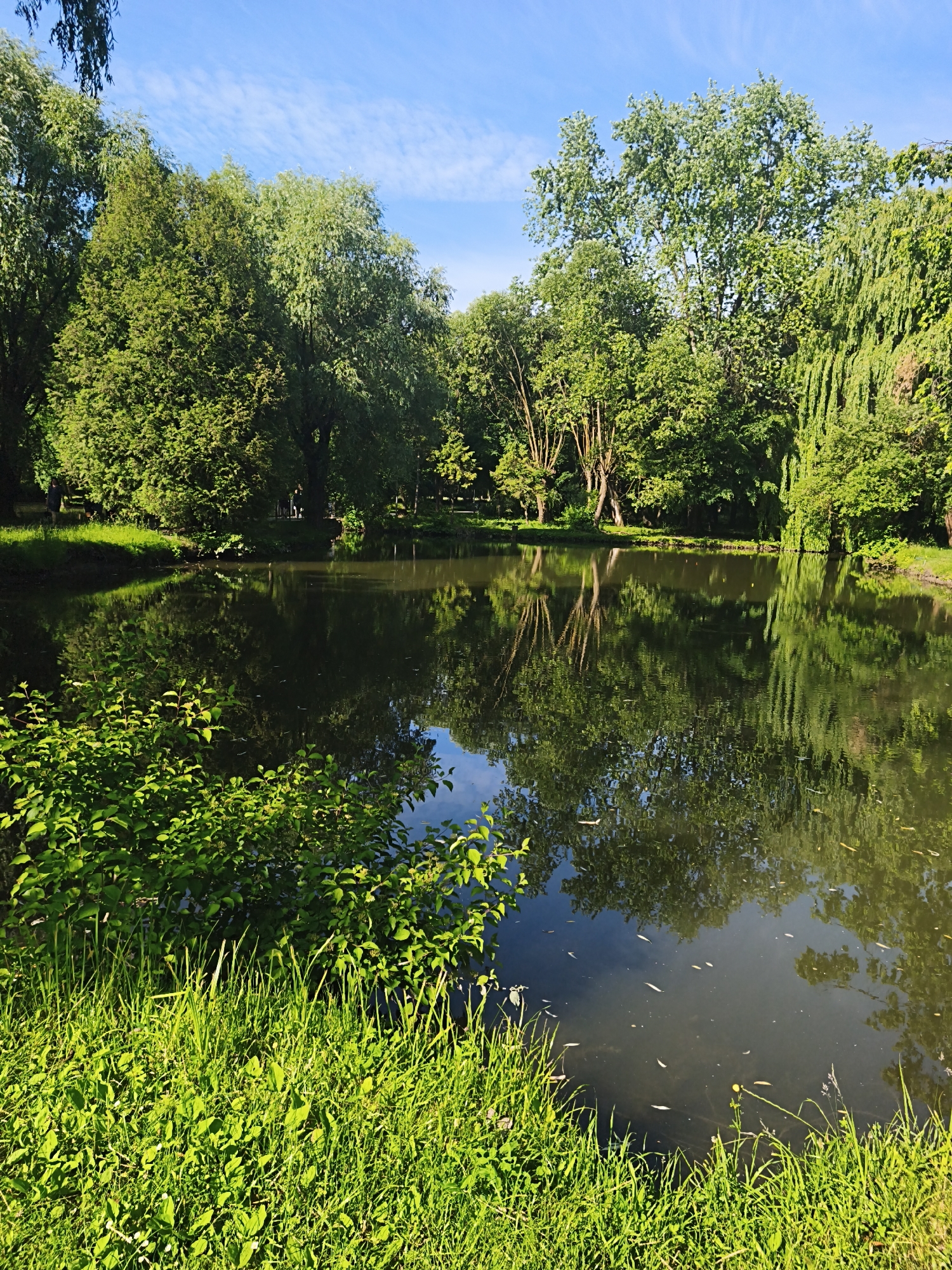 The image depicts a serene pond nestled within a verdant park. Lush green trees, with their leaves reflecting vibrantly in the calm water, form a dense canopy around the pond. The water's surface mirrors the sky, which is a clear blue with wispy white clouds, and the surrounding foliage, creating a picturesque scene. In the foreground, tall green grass and leafy bushes line the edge of the pond, adding to the natural beauty of the environment. The overall impression is one of tranquility and natural splendor, characteristic of a well-maintained park or garden. This setting is consistent with areas found in Ternopil, Ukraine, which is known for its numerous green spaces and bodies of water.