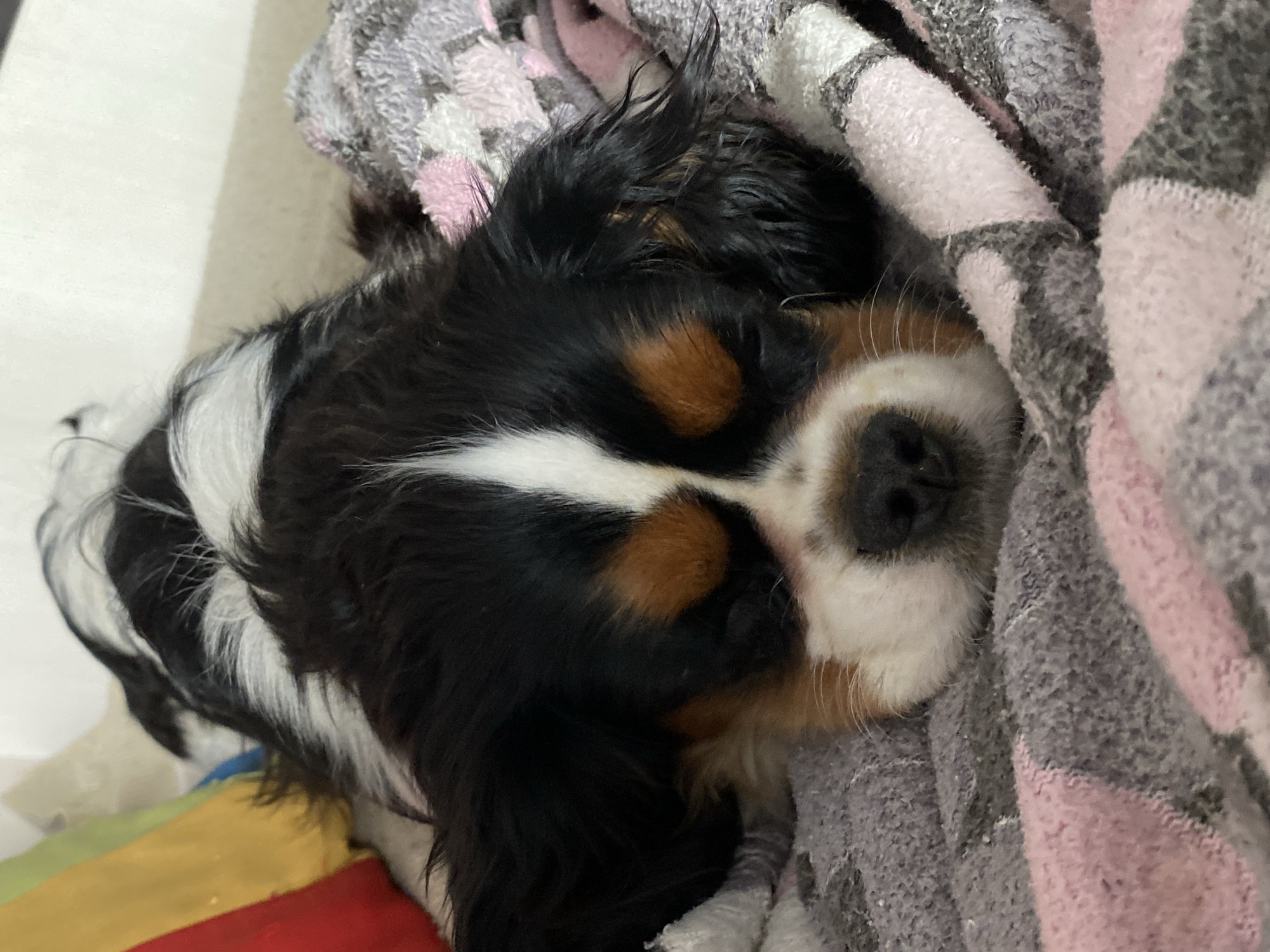 A Cavalier King Charles Spaniel is sleeping and partially covered by a pink and gray patterned blanket. It is not possible to infer the location from the image.