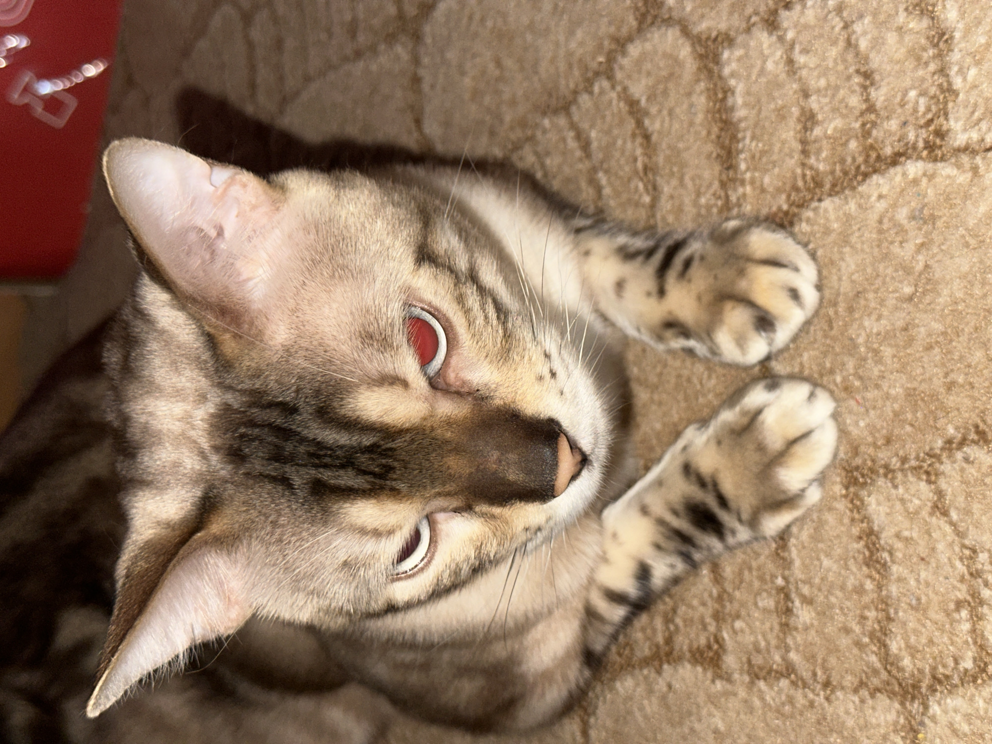 A close-up shot features a domestic cat with brown and black striped fur, lying on a textured beige carpet. The cat's eyes are a striking red, and its paws are visible in the foreground. The background is softly blurred, with a hint of a red object on the upper right side. The scene appears to be indoors, likely in a residential setting. There is no information to indicate the location is in Energetik, Russia.