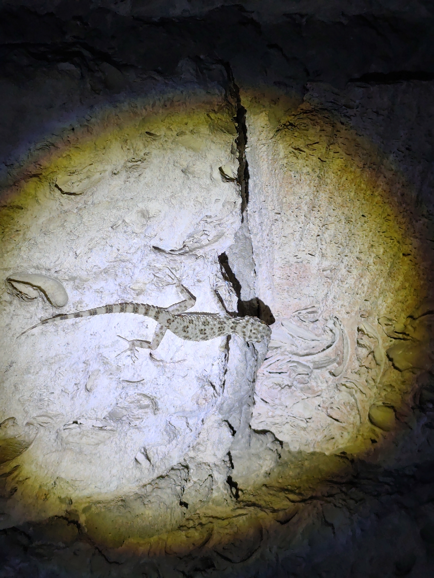 A gecko with a patterned body and tail is clinging to a rough, textured rock surface. The gecko is illuminated by a bright light that creates a rainbow-like halo effect on the rock. The rock surface is predominantly light-colored with some darker shadows and crevices. The background is dark and indistinct. The setting appears to be a cave or a rocky overhang.