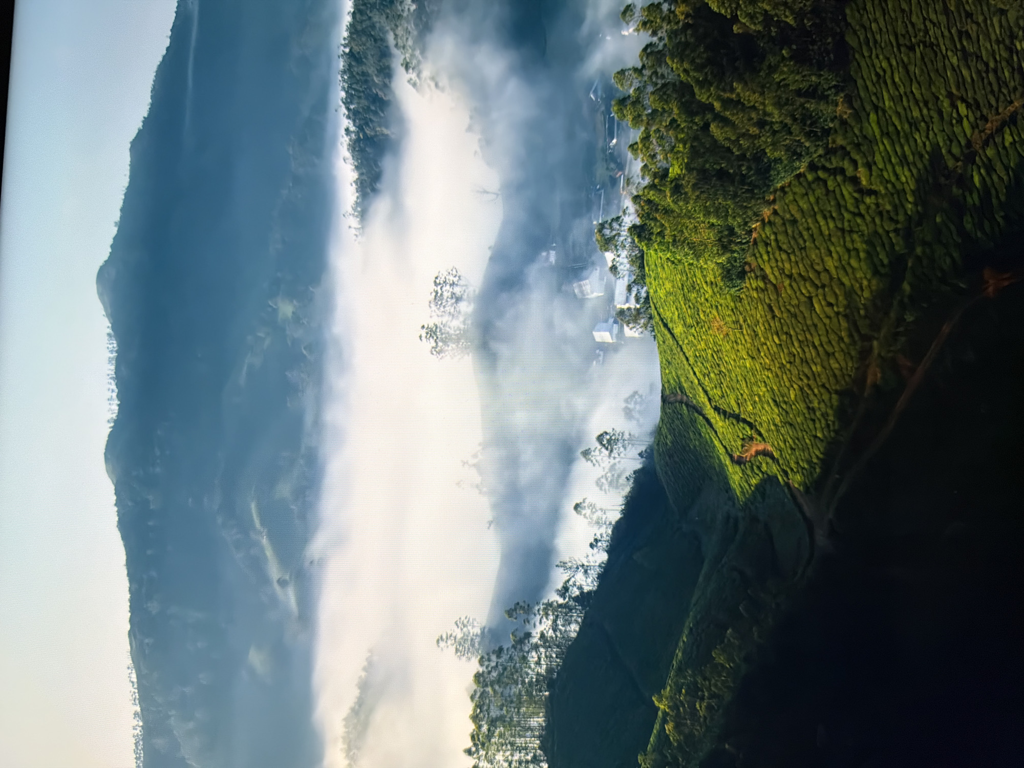 This is a scenic aerial photograph of rolling green tea plantations interspersed with trees and a thin layer of mist. The image depicts a mountainous landscape with undulating hills covered in neatly manicured tea bushes. Tall, slender trees dot the landscape, some growing at the edges of the plantations and others emerging from the mist. In the background, further mountains are visible, shrouded in a hazy blue atmosphere. A small cluster of buildings, possibly a village or resort, is nestled amongst the trees and mist in the mid-ground. A winding dirt path cuts across one of the hills, adding a touch of human presence to the natural scenery. The overall impression is one of tranquility and natural beauty, with the soft light and mist creating a serene ambiance. There are no people or explicit actions depicted. The location is not in Kyiv, Ukraine; it appears to be a mountainous region known for tea cultivation.