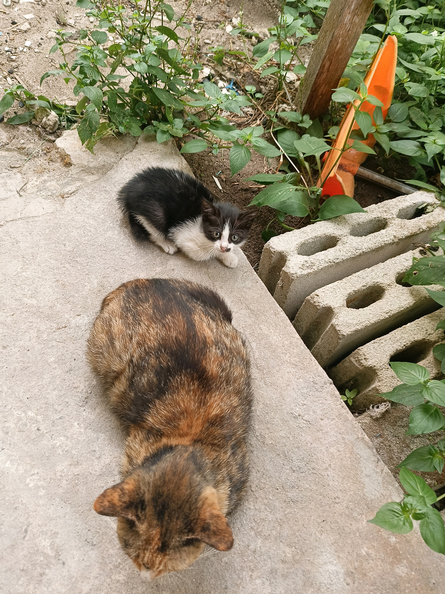 Two cats are on a concrete surface. The larger cat, with tortoiseshell coloration, is in the foreground, facing away from the camera. Behind it, a smaller black and white kitten is looking at the camera with wide eyes. The background includes green foliage, sand, and stacked cinder blocks. A wooden post and a bright orange object, possibly part of a tool or toy, are also visible. The scene appears to be an outdoor area in a city, potentially Palangka Raya, Indonesia, given the presence of tropical foliage and materials common in construction or yard work in the region.