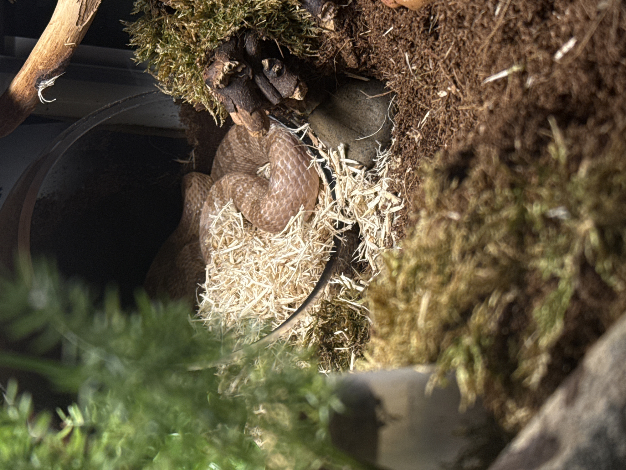 A light brown snake is coiled on a bed of wood shavings. The snake has dark brown markings. To the right of the snake, there is a pile of green moss and some dark brown branches. The ground is covered in dark brown soil and mulch. In the background, there is a dark, circular opening. In the foreground, there is a blurry green plant and a lighter colored object. There is no indication of the city of Cork, Ireland in this image.