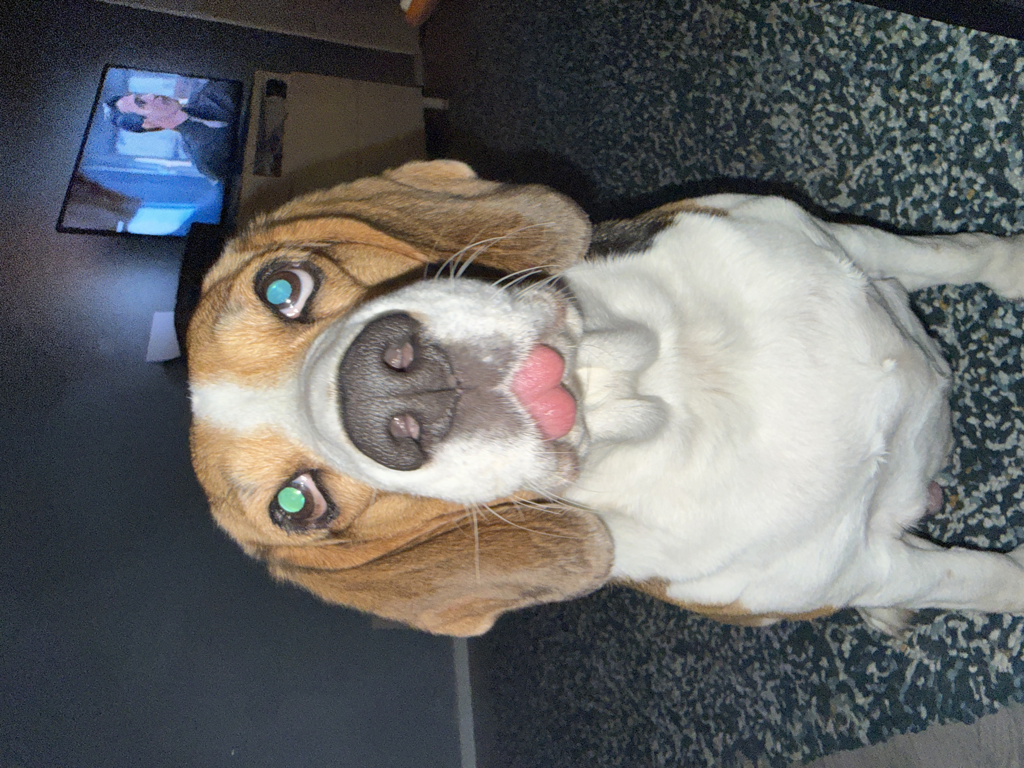 A tri-color beagle dog is pictured sitting on a patterned carpet. The dog is looking directly at the camera with its tongue slightly sticking out. Its eyes appear to be glowing green. In the background, a television screen displays a man in a dark suit and tie. The lighting is dim, with the exception of the television screen and the dog's eyes. The walls of the room appear to be dark gray.
