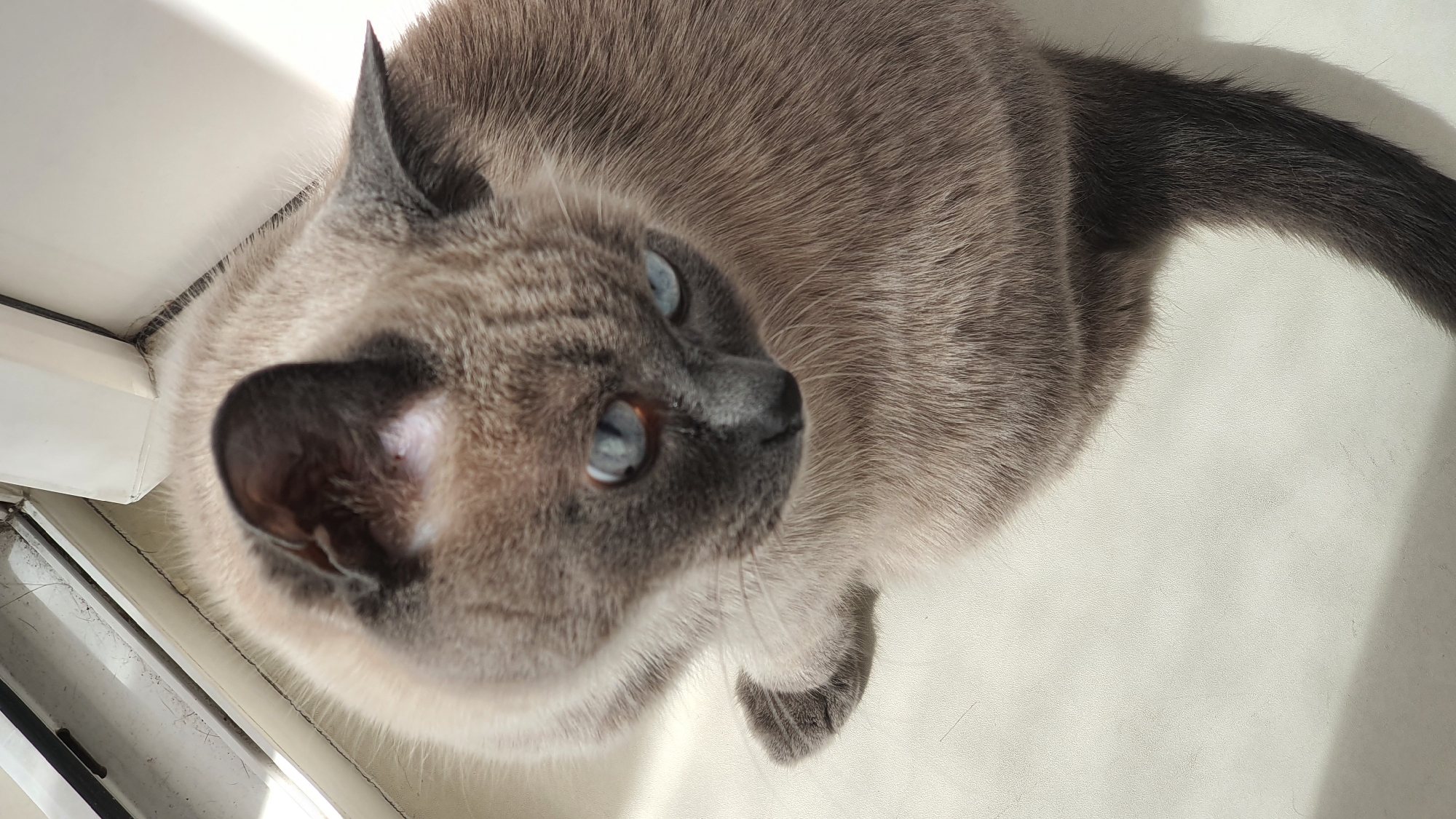 A domestic shorthair cat with blue eyes and a light brown coat with darker points is sitting on a windowsill. The cat is looking down and to the left. The windowsill appears to be made of white plastic. Sunlight is coming in from the left, casting a shadow on the right side of the cat. The environment suggests an indoor setting, likely a residential apartment. There is no indication of the specific location within the city of Krasnoyarsk, Russia.