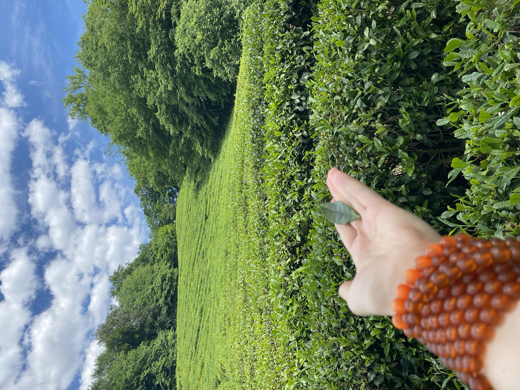The image shows a green tea plantation under a blue sky with scattered clouds. In the foreground, a person's hand holds a single tea leaf. The person is wearing a beaded amber bracelet. The background consists of rows of tea bushes leading towards a tree line. The location is in Izmaylovka, Russia.