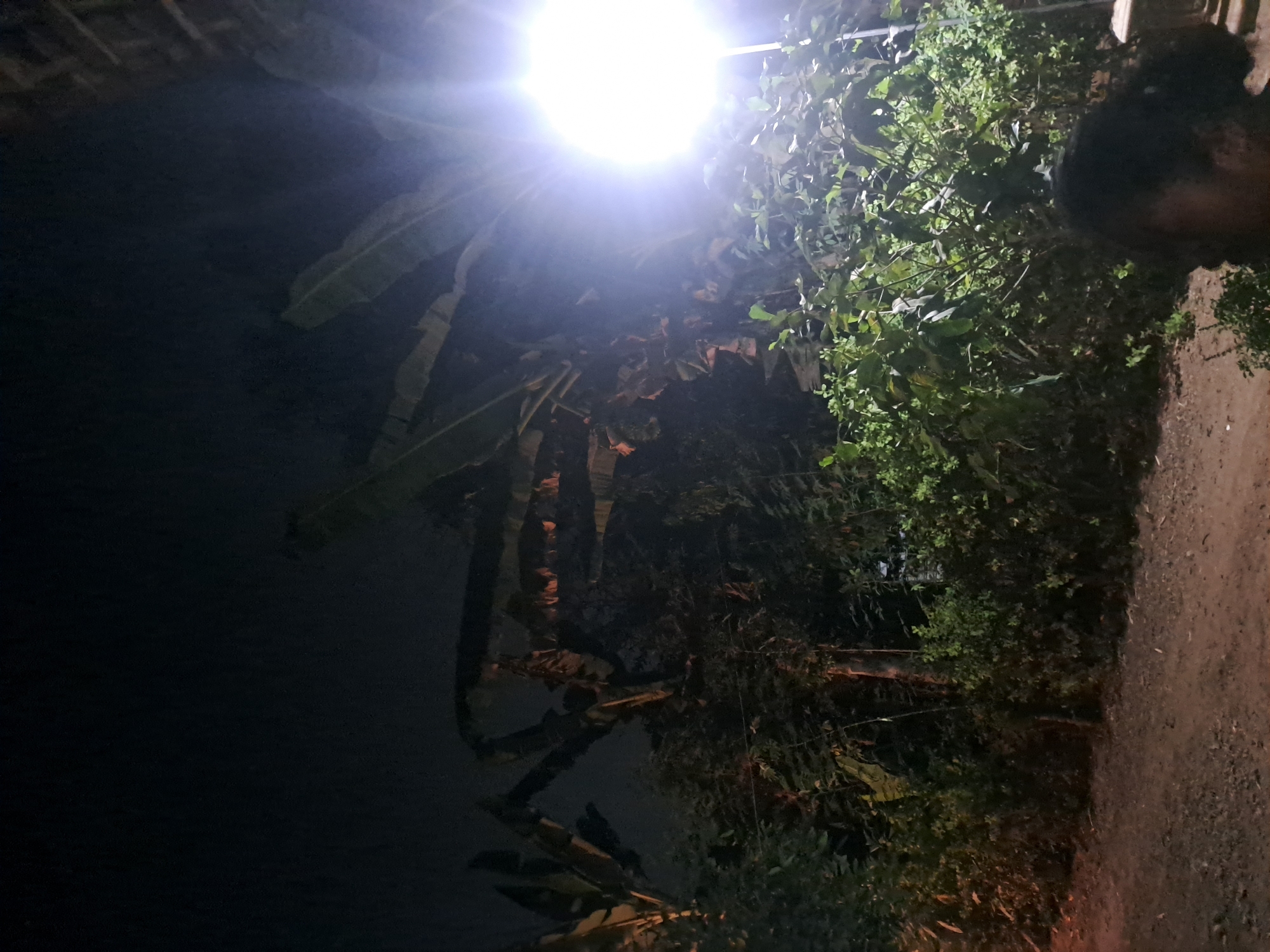 A street light illuminates a dark outdoor scene with lush vegetation and banana trees in what appears to be Sumberejo, Indonesia. The light is positioned to the right of the frame, casting a bright glow that highlights the leaves of nearby plants. In the foreground, a person's head is visible, partially obscured by shadow. The ground is a mixture of dirt and small stones. The overall impression is one of a warm, humid night, typical of Southeast Asia.
