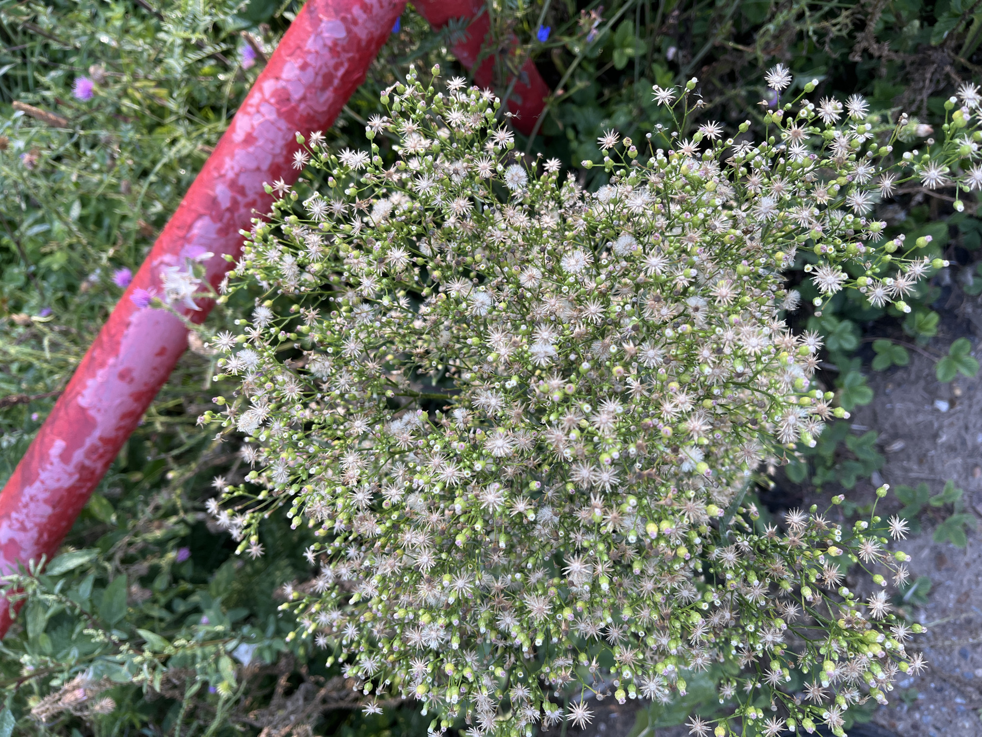 The image shows a close-up, overhead view of a cluster of small white and green flowers with star-shaped centers. These flowers are growing in a dense clump, with many buds visible. In the background, a bright red metal railing runs diagonally across the frame. The surrounding environment appears to be overgrown with green foliage, including some grass and what looks like clover. The ground beneath is a mix of dirt and small stones. There are no people or animals visible in the image. The overall scene suggests an outdoor, natural setting, potentially a park or garden area, possibly located in Blagoveshchensk, Russia, given the prompt's context. The lighting appears to be natural daylight, casting soft shadows.
