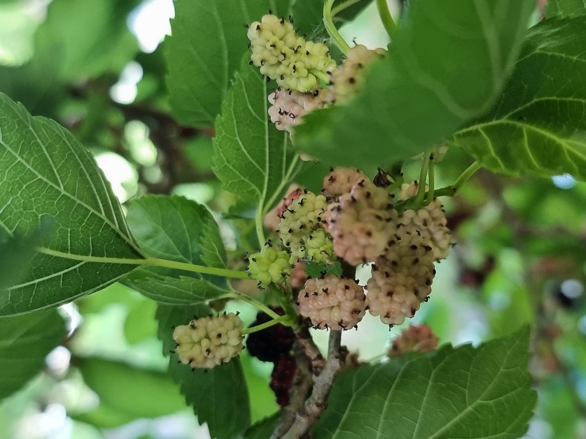 A close-up, eye-level shot of unripe white mulberries and some dark mulberries on a branch, surrounded by green leaves. The mulberries are clustered together, with some appearing light green and others a pale pinkish-white with dark seed-like protrusions. A few dark, ripe mulberries are visible in the background. The leaves are broad and veined, typical of a mulberry tree. The background is softly blurred green foliage and dappled light, suggesting an outdoor setting. The scene is in Kryvyi Rih, Ukraine.