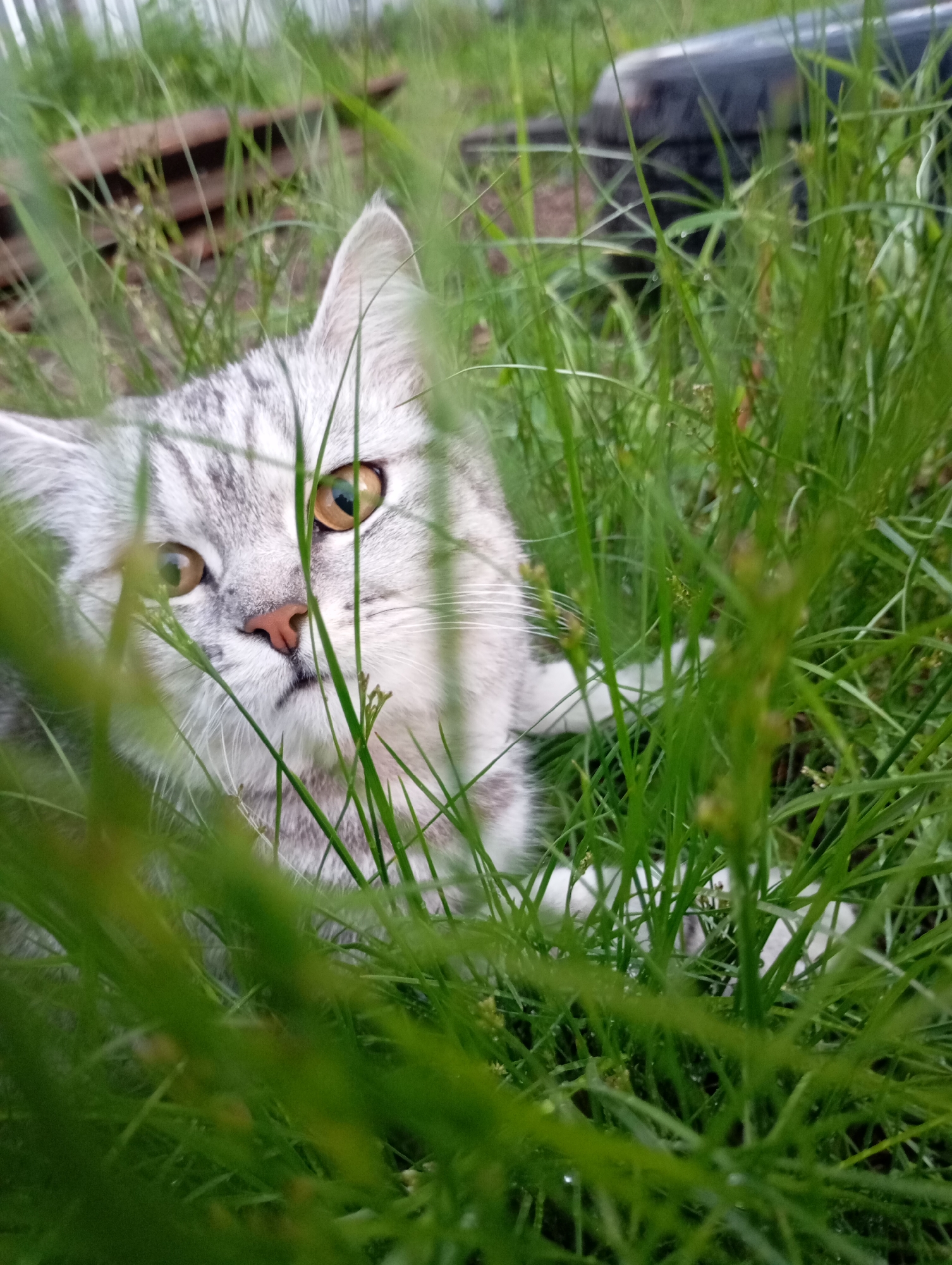 A silver tabby cat with yellow-green eyes is peeking out from tall green grass. The cat's face is mostly visible, with its pink nose and white whiskers clearly defined. The background is blurred, showing some wooden planks and a dark, possibly metallic object. The scene appears to be outdoors, with a focus on the cat and its surroundings. The location in the city of Фоки, Russia, is not visually evident from the image.