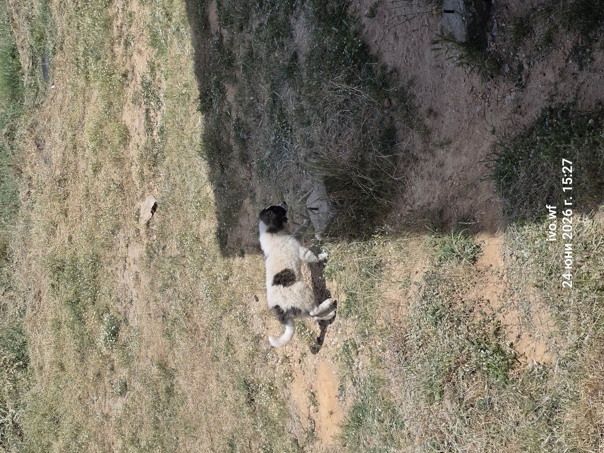 The image shows a medium-sized dog with black and white markings lying on dry grass and dirt. The dog appears to be relaxed, resting on its side with its legs splayed out. The setting is outdoors, with the ground covered in sparse vegetation, suggesting a dry or arid environment. A shadow falls across the scene from the upper left, indicating the presence of an object or structure not fully visible in the frame, possibly a building or a large tree. The lighting suggests it is daytime, with the sun casting a distinct shadow. The overall atmosphere is serene, with the dog appearing to be the sole subject in a quiet, natural setting. Text overlay on the right side of the image reads "ivo.wf 24 июня 2026 г. 15:27", indicating the date and time the photo was taken. The location is identified as Chal, Bulgaria.