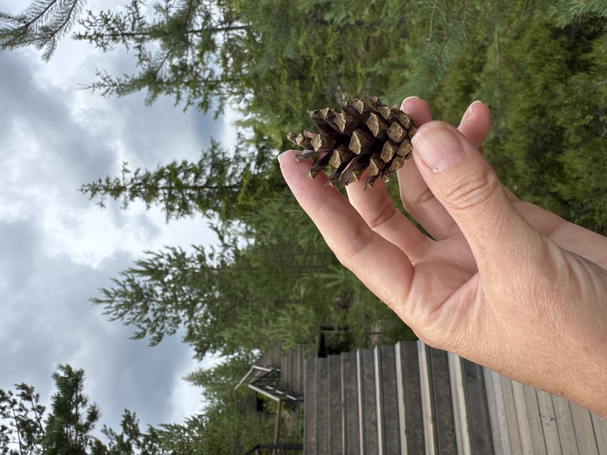 A close-up shot shows a person's hand holding a pinecone in the foreground. The pinecone is dark brown and has distinct scales. The hand is lightly tanned with visible wrinkles and manicured fingernails. In the background, a wooden staircase with railings ascends a gentle slope. Tall, green coniferous trees surround the staircase and extend into the distance. The sky is overcast with gray clouds. The setting appears to be a natural area, possibly a park or hiking trail, in or near Peski, Russia.