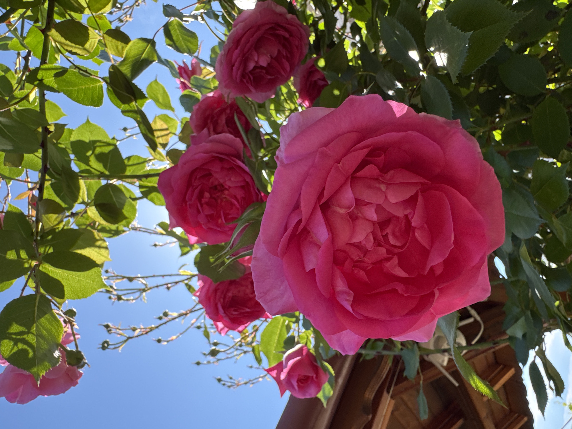A low-angle shot captures several pink roses with multiple petals clustered together, surrounded by green leaves and stems. The background is a clear, bright blue sky with branches visible. The lower portion of a wooden structure with a dark roof is also visible. The location is Dolna Oryahovitsa, Bulgaria.
