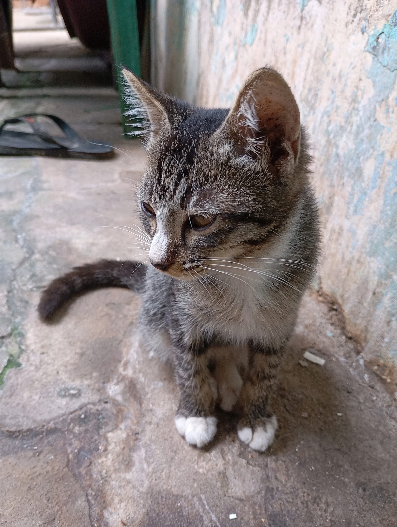 A tabby kitten sits on a rough, concrete ground beside a peeling, pale blue and beige wall. The kitten is facing to the right of the frame, with its head slightly lowered and its ears perked. Its fur is a mix of grey, black, and white stripes. In the background, a pair of black flip-flops rests on the ground. The setting appears to be an outdoor area, possibly a patio or alleyway, consistent with a residential area in Balikpapan, Indonesia. The lighting suggests it is daytime, with natural light illuminating the scene. There are no people visible in the image, and the kitten is the sole subject.
