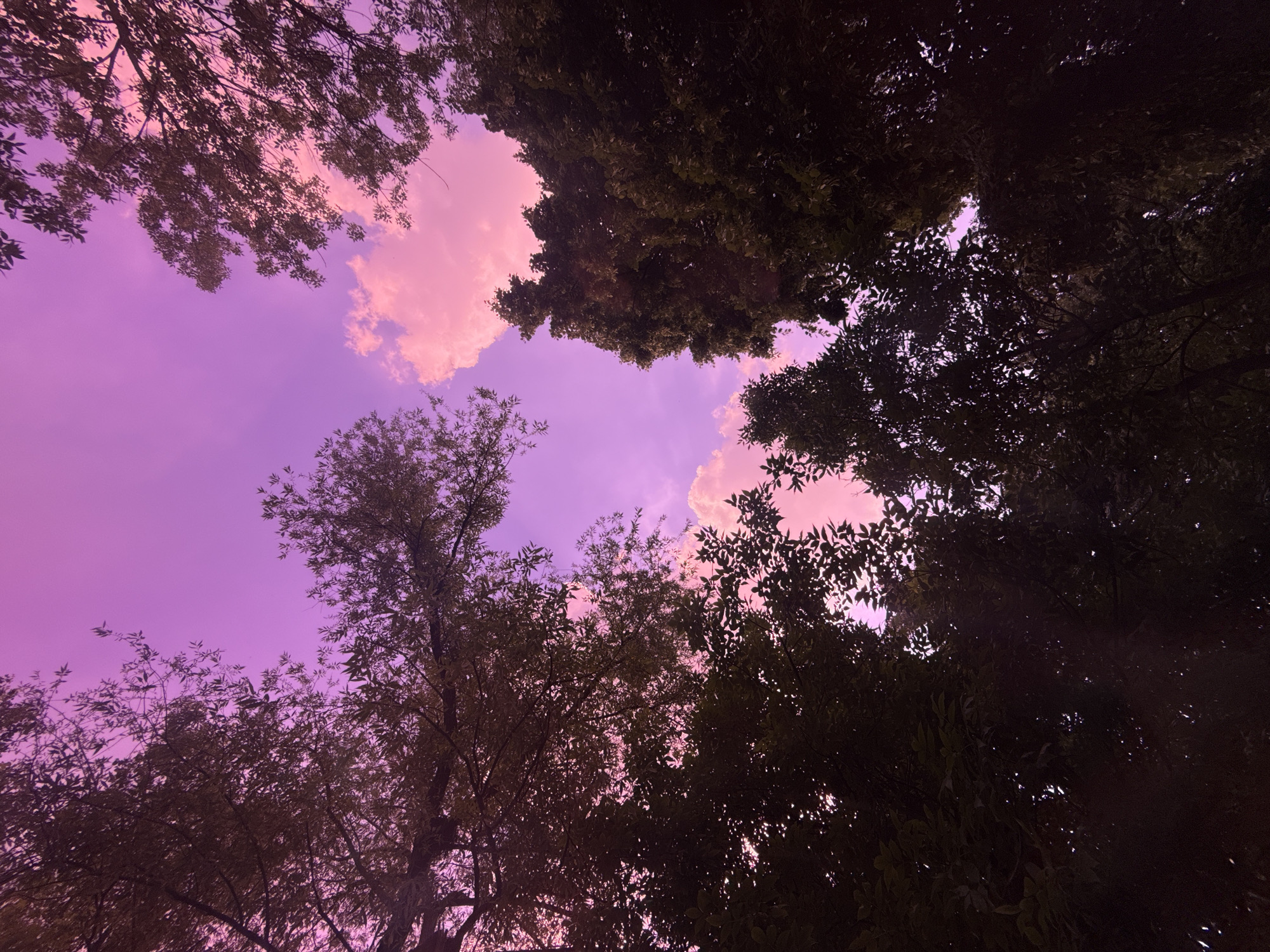 This is a low-angle, full-shot photograph taken from the ground looking up through the canopy of trees towards a vibrant purple and pink sky. The sky is filled with scattered clouds, some of which are illuminated with a soft pink hue. The leaves and branches of the trees create a dark silhouette against the colorful sky, obscuring the view of the sky in many areas. There are no people, buildings, or recognizable landmarks visible in the image. The scene is devoid of any specific geographical markers that would indicate it is located in Moscow, Russia.