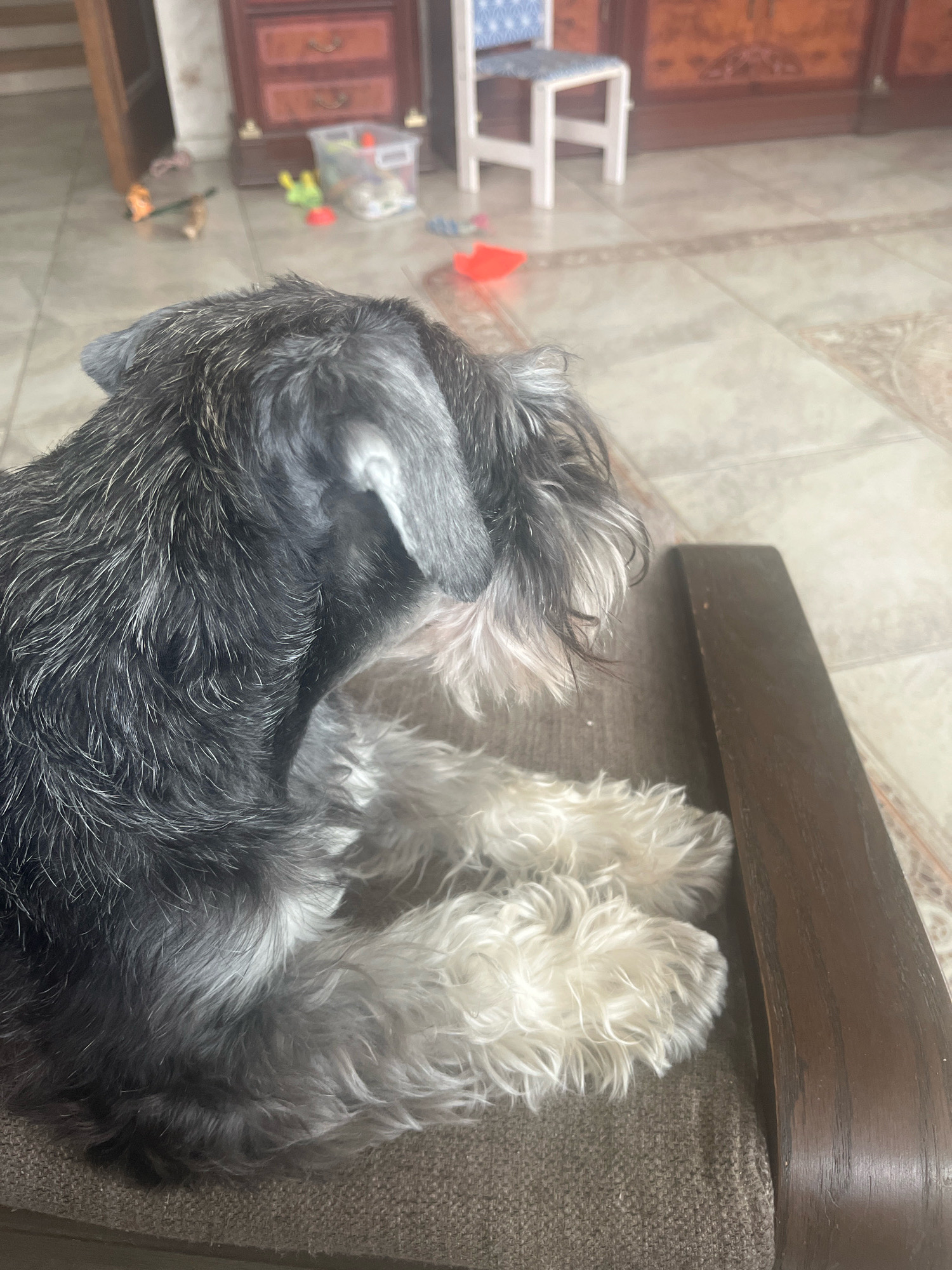 A miniature schnauzer, predominantly black and gray with white fur on its paws and muzzle, is resting on a brown upholstered surface, possibly a chair or couch. The dog is facing to the right and slightly away from the camera, with its head lowered. The background is blurred, showing a tiled floor and what appears to be furniture, including a wooden dresser with drawers and a white chair with a blue patterned seat. There are also some colorful toys scattered on the floor. The lighting suggests an indoor environment, likely a home. The location of Vladimirovka, Russia, is not discernible from the visual information in the image.