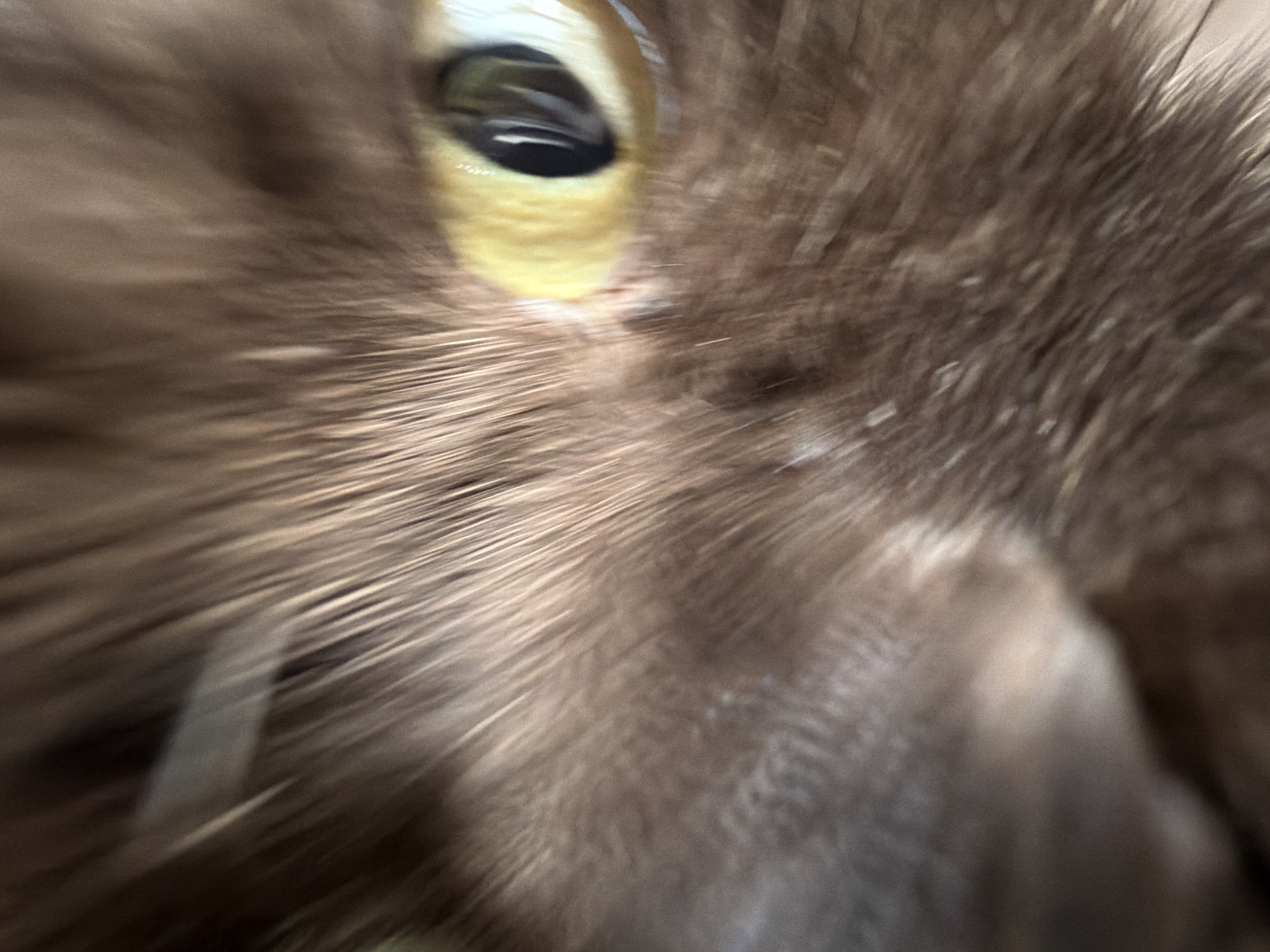 A close-up, slightly out-of-focus image features the face of a brown cat. The cat's eye, with a yellow iris and black pupil, is visible on the left side of the frame. Brown fur covers the rest of the cat's face. No people, other subjects, or objects are visible. The location in Chaikovsky, Russia is unknown.