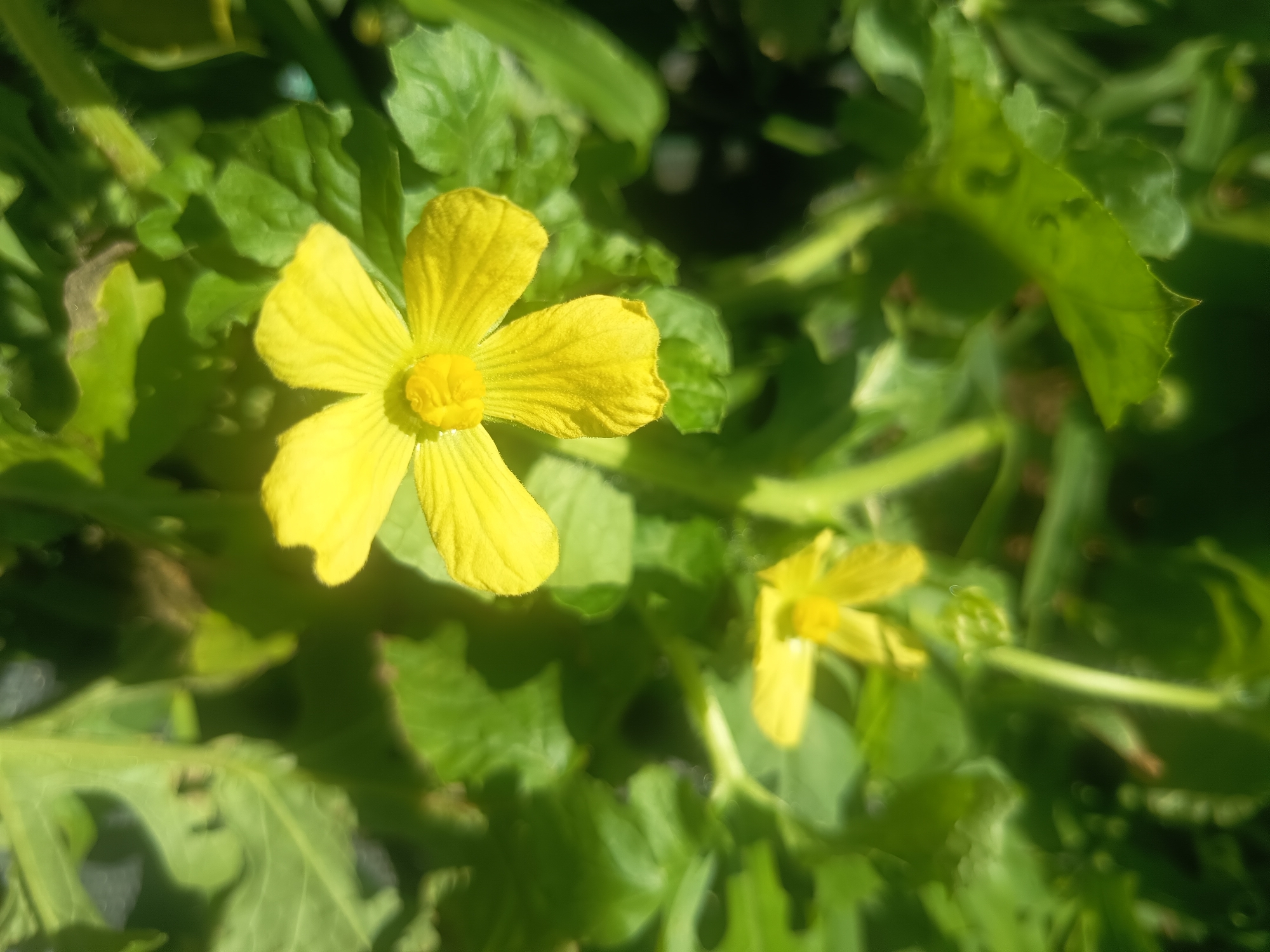 A close-up, over-the-shoulder view of two yellow flowers from a vine, with green leaves in the background. The flower in the foreground is fully bloomed with five petals and a yellow center. The other flower is partially visible in the background to the right. The environment appears to be outdoors, possibly in a garden or a natural setting, with dappled sunlight illuminating the scene. The location of Hadzhidimitrovo, Bulgaria, is not visually represented in the image.