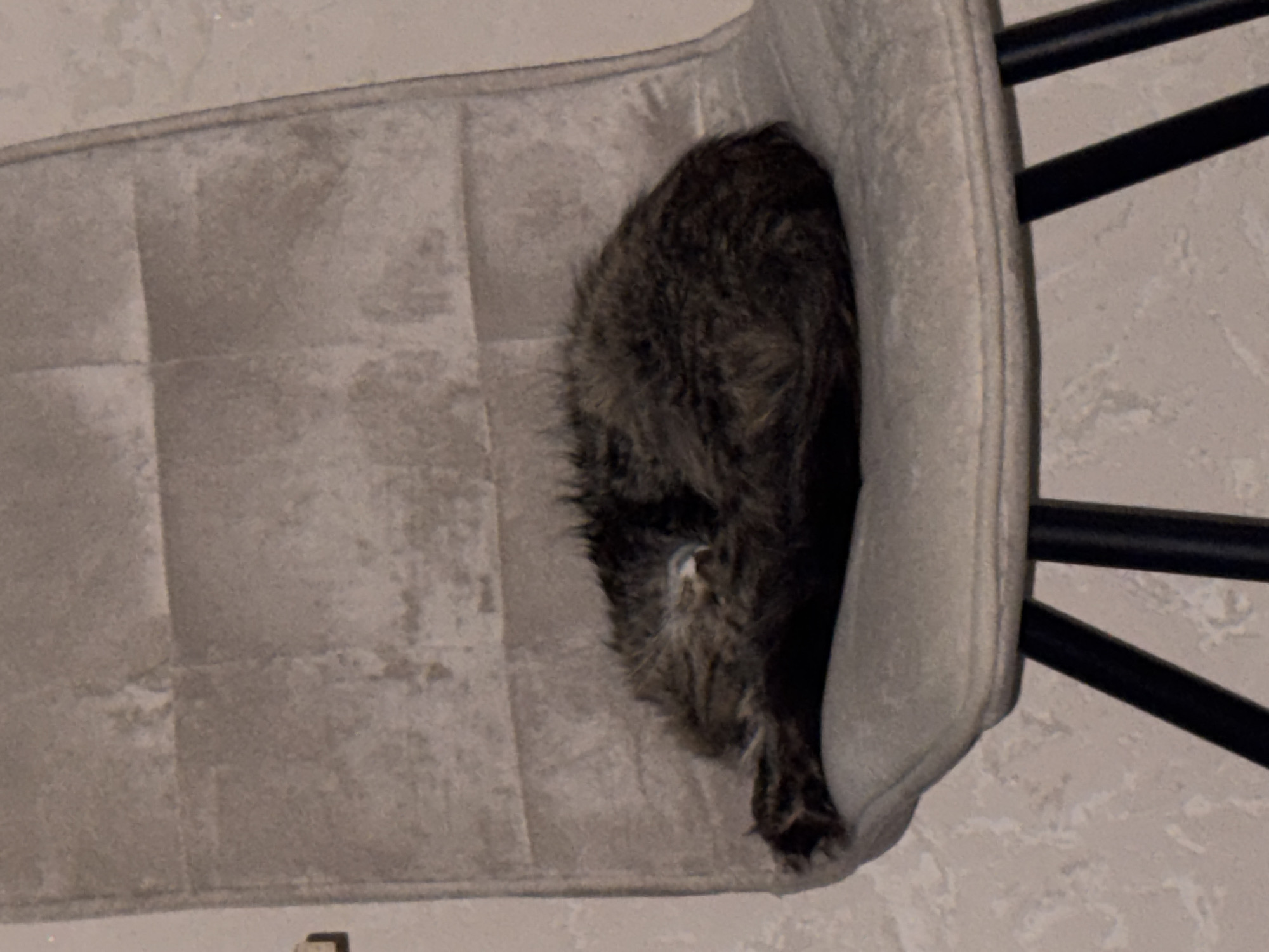 A cat is curled up asleep on a light gray upholstered chair. The cat is dark brown and gray with its tail wrapped around its body. The chair has black metal legs and is positioned against a textured light-colored wall. The scene appears to be indoors. The location is not specified in the image or provided context.