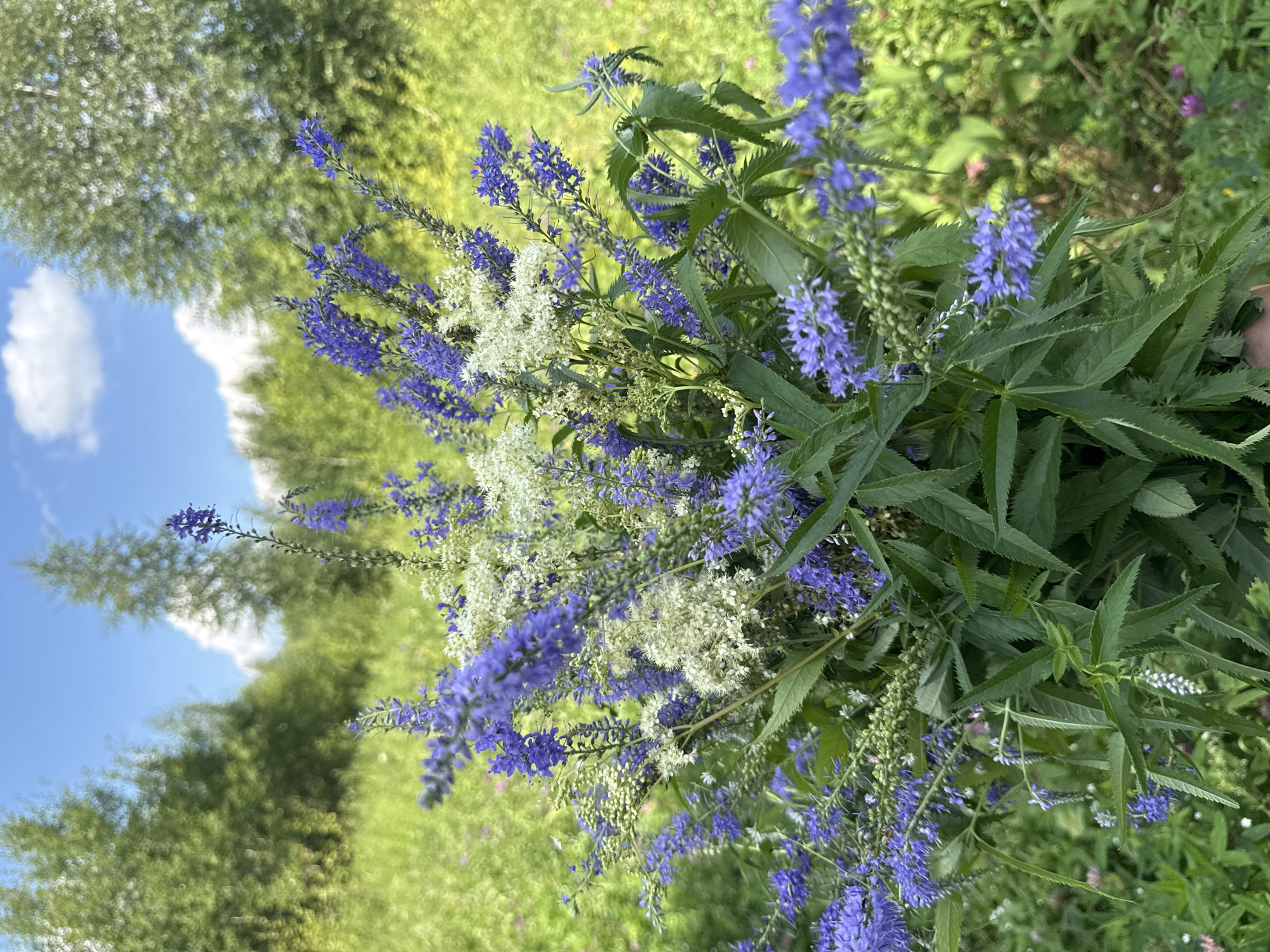 A close-up, eye-level shot features a bouquet of wildflowers with predominantly purple and white blossoms. The flowers are arranged in a dense cluster, with long, slender stems and serrated green leaves. In the background, a soft-focus expanse of lush green foliage and trees under a bright blue sky with scattered white clouds suggests an outdoor, natural setting. The image lacks any discernible urban or specific geographical markers of "Липовая I, Russia." No people are visible, and no actions or interactions are depicted.