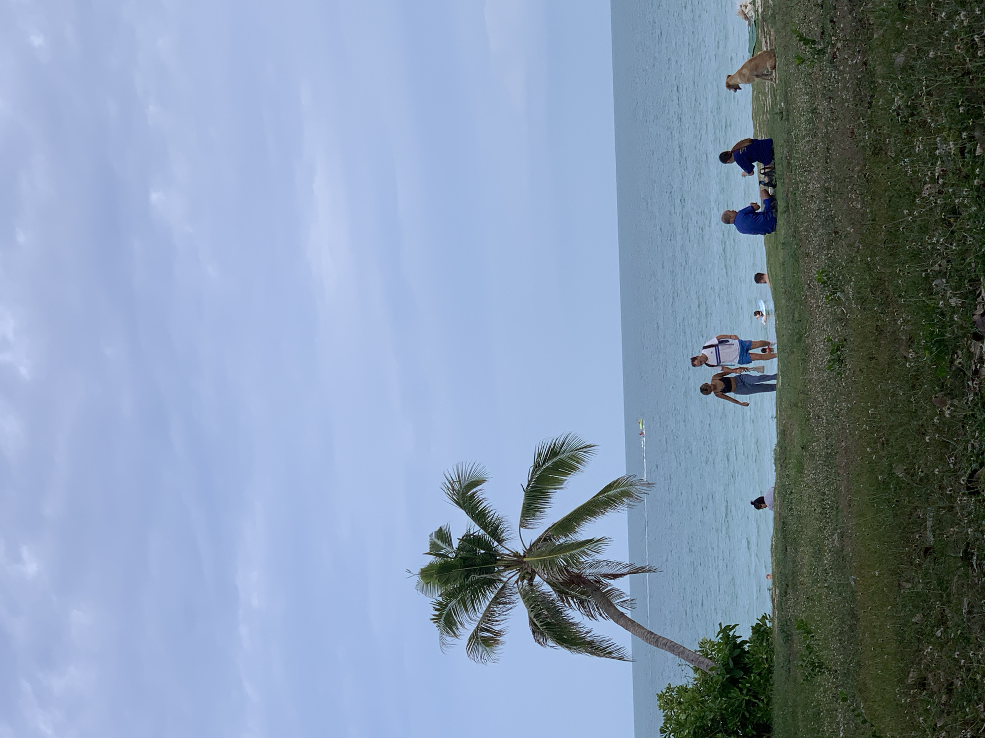In the city of Ko Samui District, Thailand, a serene beach scene unfolds under a cloudy sky. A lone palm tree leans dramatically towards the turquoise ocean, its fronds reaching out over the sandy shore. A jet ski glides across the water in the distance. On the grassy embankment overlooking the beach, a couple walks hand-in-hand. Further along, two individuals in blue attire sit on the grass, facing each other, while a golden-brown dog sits attentively beside them. Several other beachgoers are visible in the shallow water, some swimming, others lounging. The foreground is dominated by a patch of overgrown grass dotted with small white flowers.