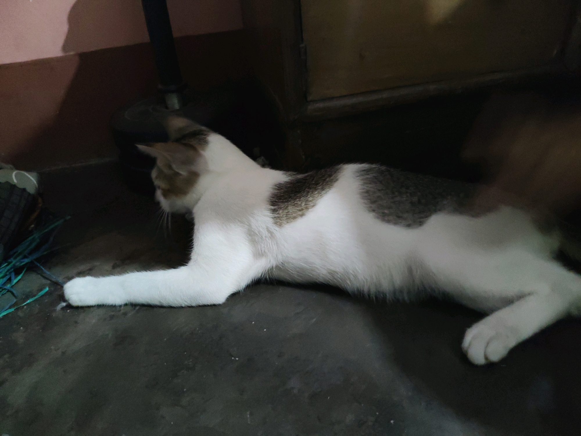 A white and brown cat is lying on a dark, textured floor. The cat is oriented horizontally in the frame, with its head on the left and its tail on the right, though the tail is not fully visible. Its body is mostly white with distinct brown patches along its back and sides. The cat's front paws are extended forward, and its hind legs are tucked underneath its body. The environment appears to be indoors, with a dark wall or furniture behind the cat. There are some blurry green strands on the left side of the image, possibly some kind of rope or plant. The lighting is dim, creating shadows and obscuring some details. The location is described as Duminichowki, India.