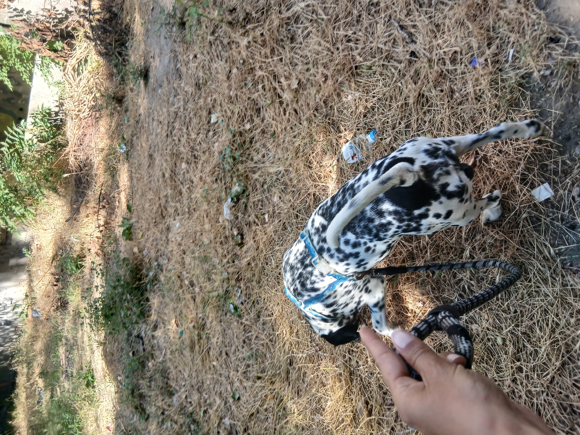 The image shows a Dalmatian dog on a leash, being held by a person's hand, in a dry, grassy outdoor area. The dog has a black and white spotted coat and is wearing a blue harness. The ground is covered with dry grass and scattered litter, including plastic bottles and wrappers. In the background, there are some bushes and a wall. The scene appears to be in a somewhat neglected urban area, possibly a park or a vacant lot. The lighting suggests it is daytime. The location is not specified beyond being in the city of Plovdiv, Bulgaria.