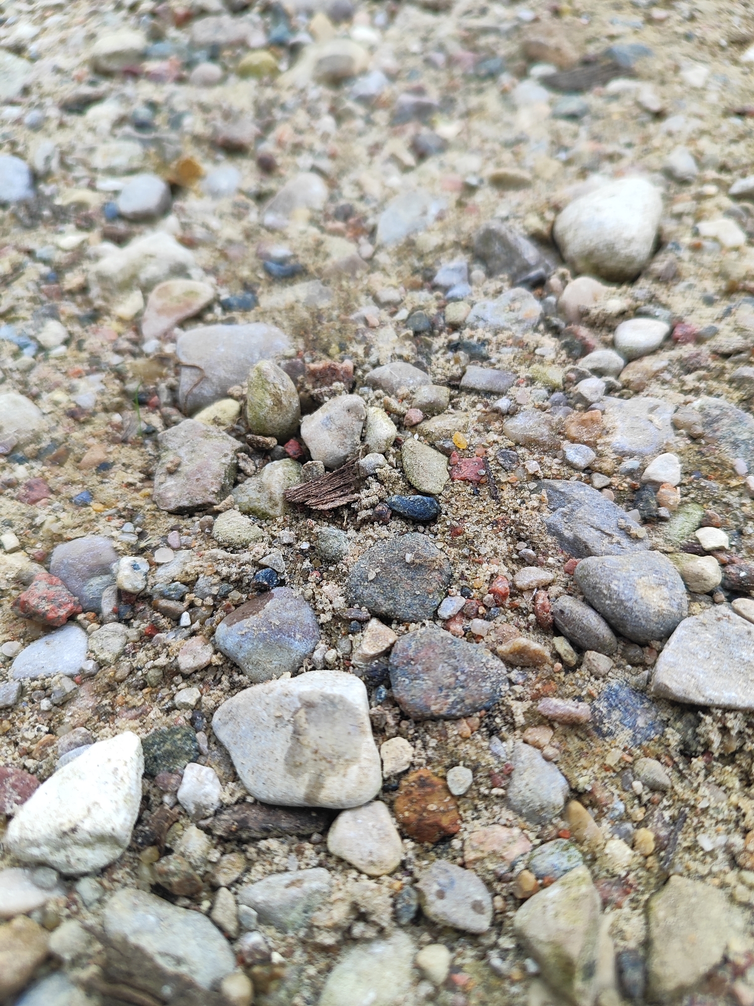 This is a close-up, low-angle shot of a gravel and sand surface. The ground is covered with a variety of small to medium-sized stones in shades of gray, brown, white, and some with reddish or pinkish hues. The sand appears light brown. There are also a few dark, pebble-like objects, possibly small pieces of dark rock or debris. The scene is outdoors and appears to be a natural or unpaved surface, consistent with a pathway, construction site, or natural ground in the city of Hrodna, Belarus. No people or specific actions are visible.