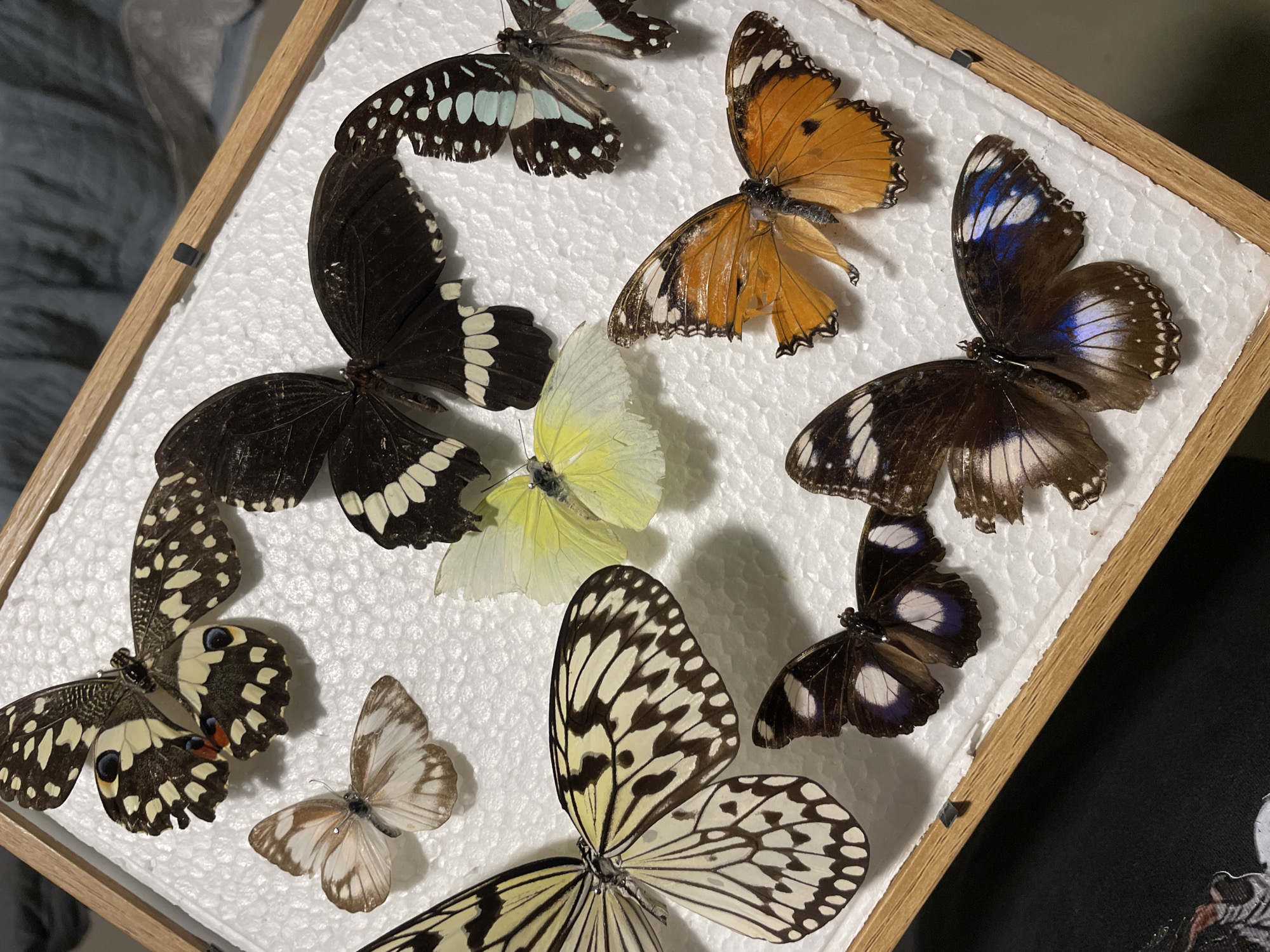 A collection of pinned butterflies are displayed on a white, textured surface, within a wooden frame. The butterflies exhibit a variety of colors and patterns. Some butterflies are black with white or blue markings, others are orange and black, and there is also a yellow butterfly and a white and brown patterned butterfly. The collection appears to be in a controlled environment, possibly a home or a museum display, with a blurred background suggesting indoor lighting. There is no visible indication of the location being Davao City, Philippines.