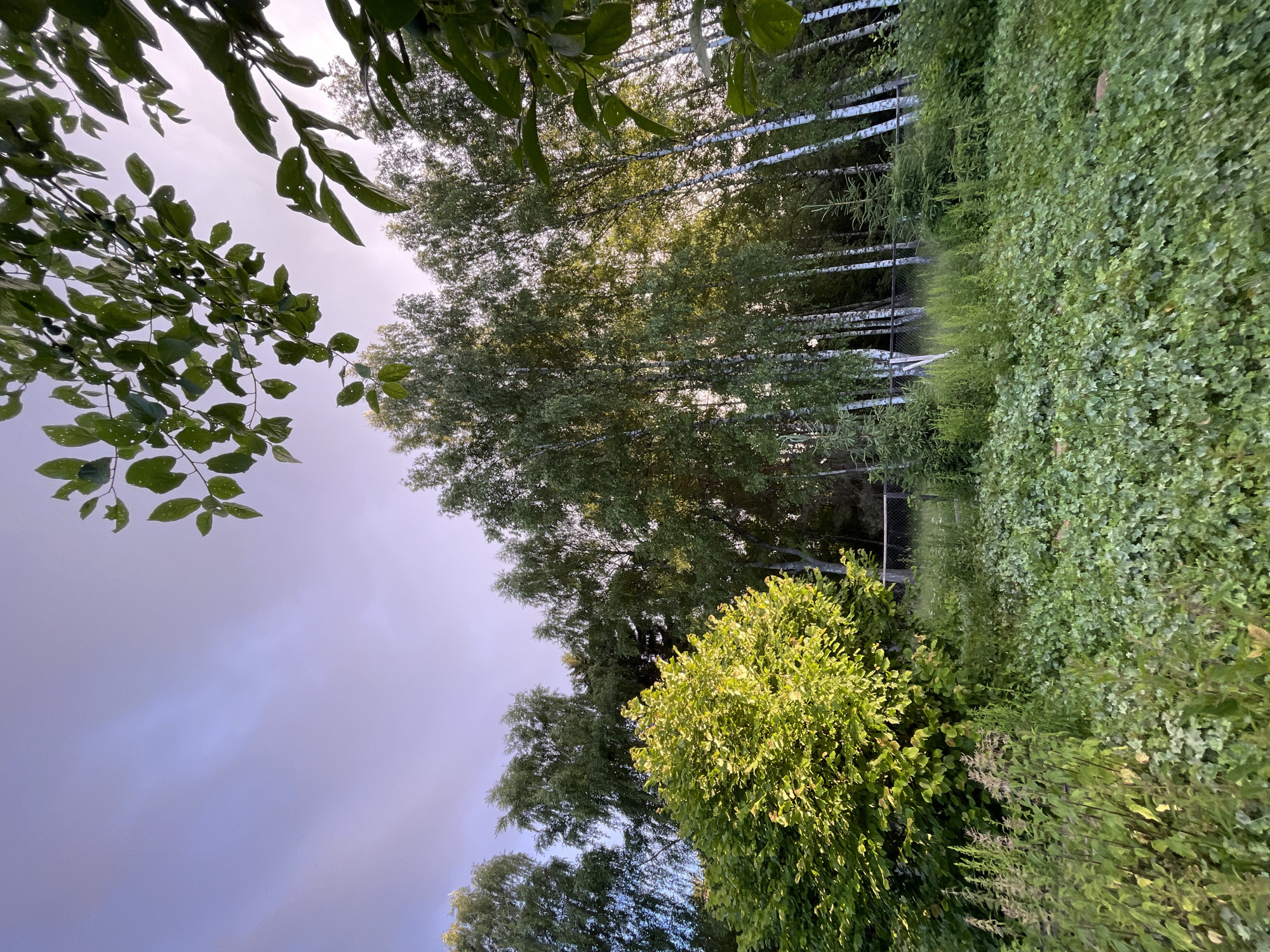 This is a landscape photograph taken in Zarechny, Russia. The image is oriented vertically and features a dense forest with a variety of trees and lush green foliage. In the foreground, on the left side of the image, there are branches and leaves hanging down from the top, framing the sky. The sky itself is a soft, muted purple-blue, suggesting either dawn or dusk, or possibly overcast conditions.
The dominant feature of the scene is the thick growth of trees and bushes. A line of tall, slender trees with white bark, possibly birch trees, stands out in the middle ground, their leaves catching the light. To the right of these, a dense wall of vibrant green foliage covers the terrain, creating a rich texture. In the lower half of the image, a large, rounded bush or tree with bright, sunlit green leaves is prominent, contrasting with the darker greens around it.
A wire fence is partially visible in the middle ground, running horizontally across the image, indicating a boundary or perhaps a pathway. Behind the fence, more trees and undergrowth are visible, receding into the background. The overall impression is one of a natural, somewhat wild environment, with the soft lighting contributing to a peaceful and serene atmosphere. No people or specific objects beyond the natural elements and the fence are clearly identifiable. The time of day appears to be either early morning or late evening due to the gentle lighting and the color of the sky.
